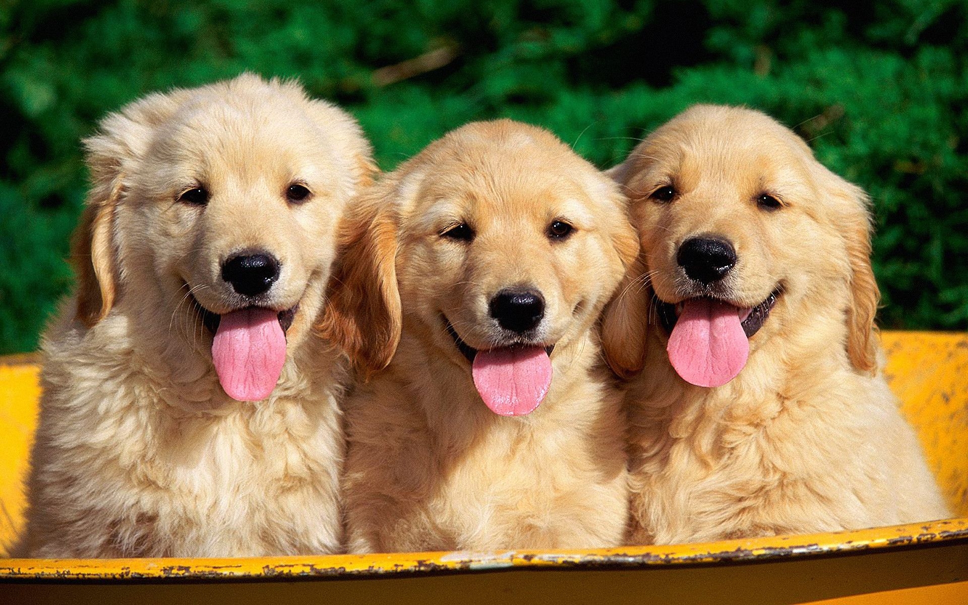 1920x1200 Golden Retriever Background Theme, Desktop