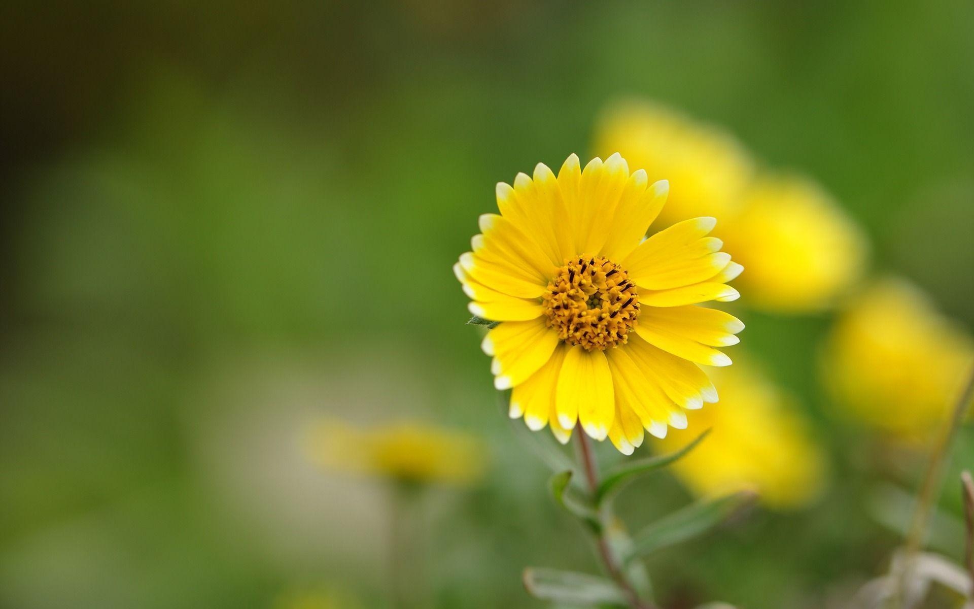 1920x1200 Yellow Flower Wallpaper HD 16789  px, Desktop