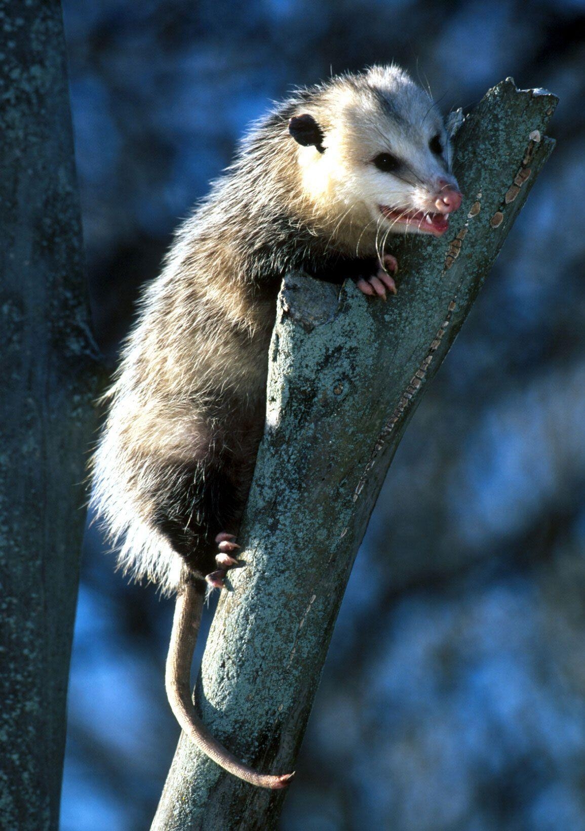 1160x1650 virginia opossum. Ohio Wildlife and Bird Watching, Phone