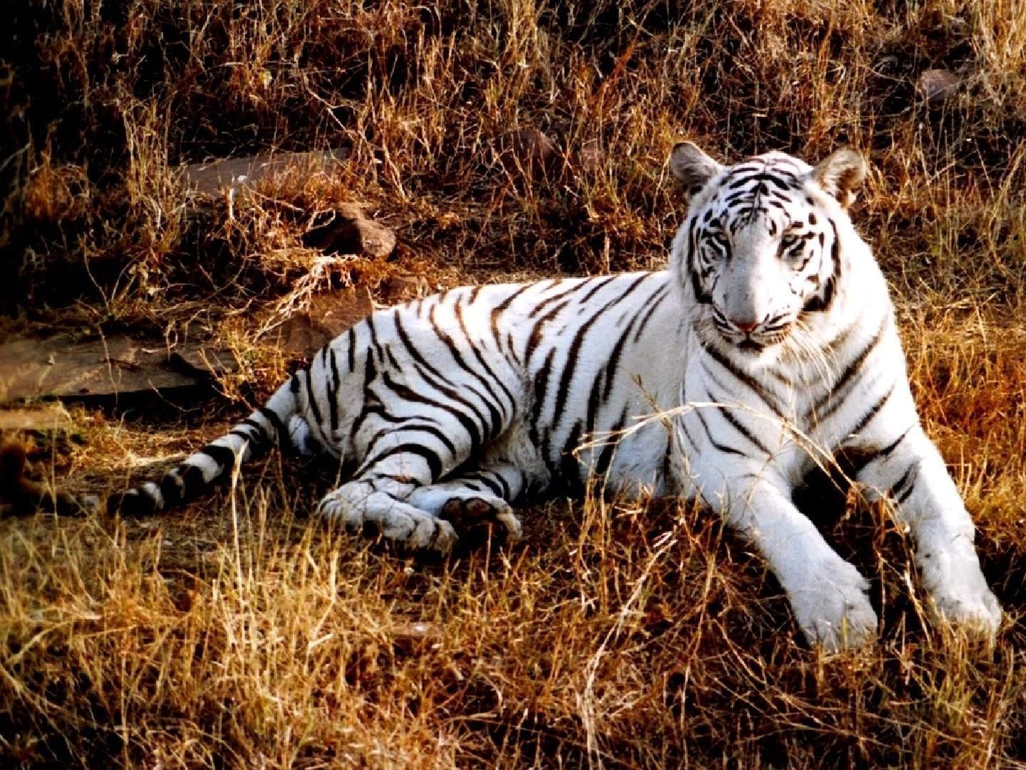 1440x1080 White albino version of Bengal tiger wallpaper HD photo free, Desktop