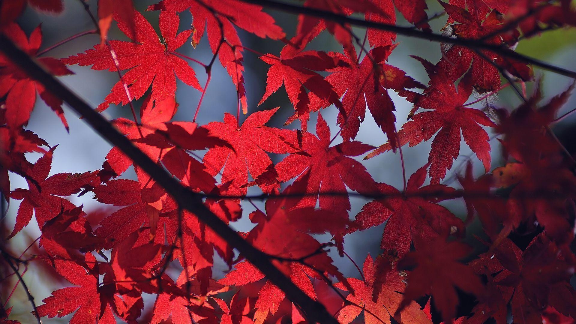 1920x1080 Red leaves Wallpaper, Desktop