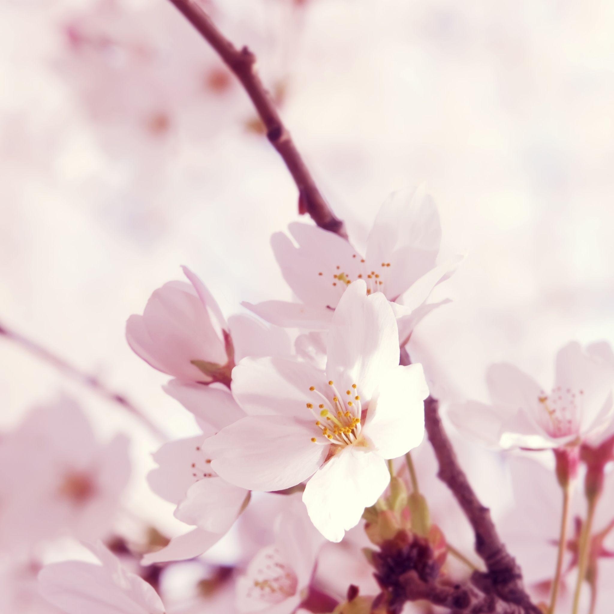 2050x2050 Our beautiful state flower, the Peach Blossom #delaware, Phone