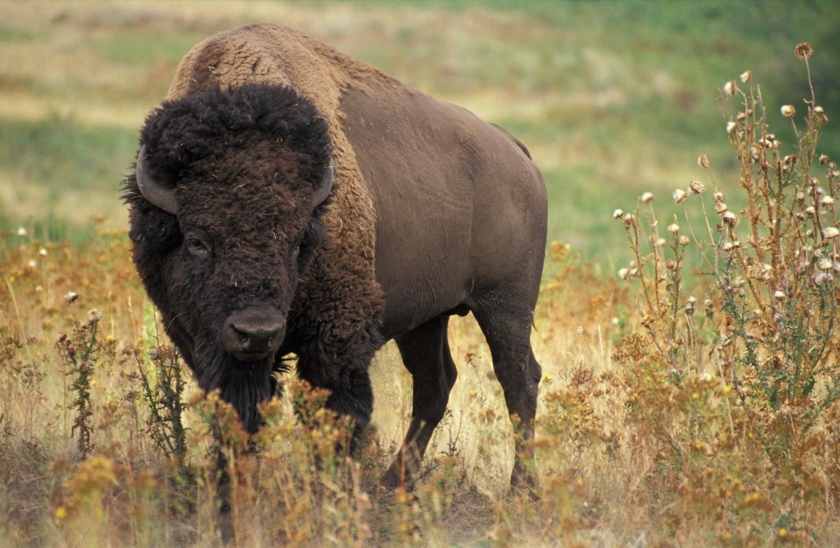 1230x800 pic new posts: Wallpaper Buffalo, Desktop