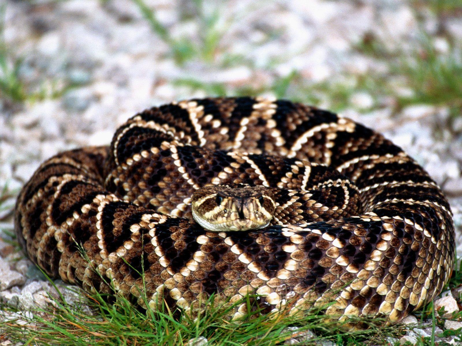 1600x1200 Rattle Snake Animation, Desktop