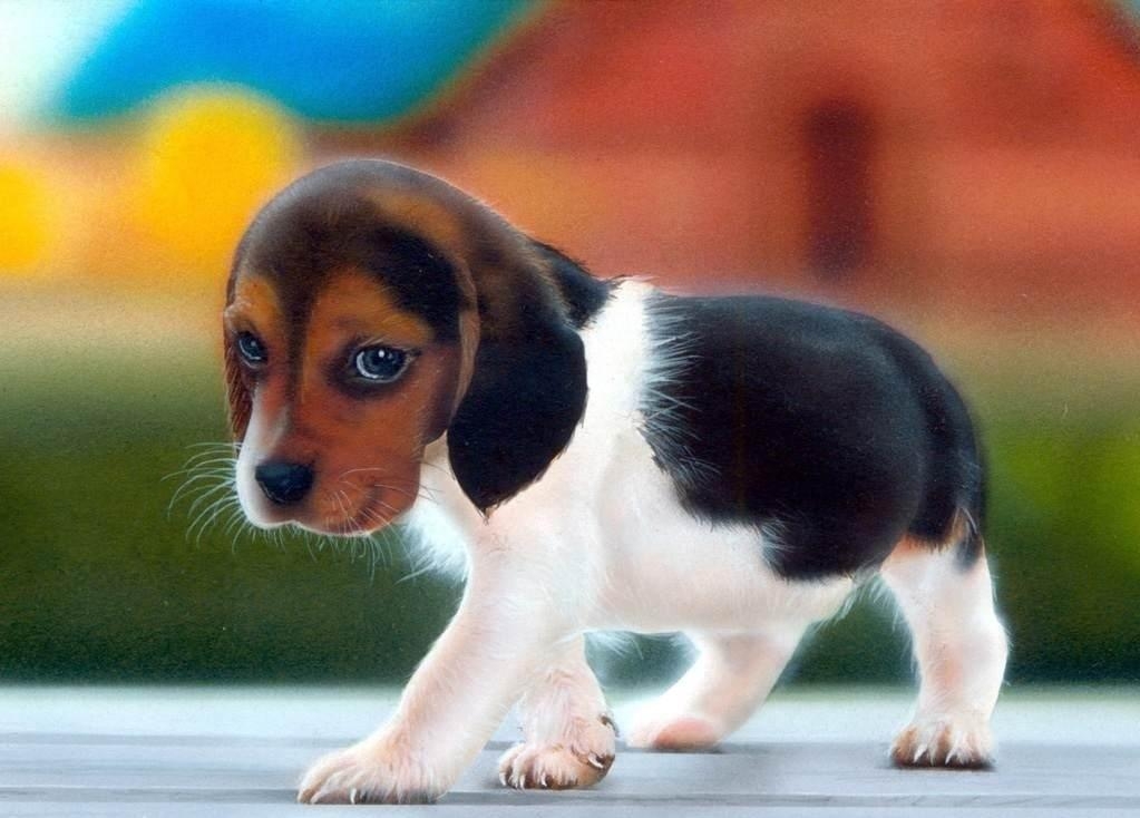 1030x740 Puppy Wallpaper Wallpaper Inn, Desktop