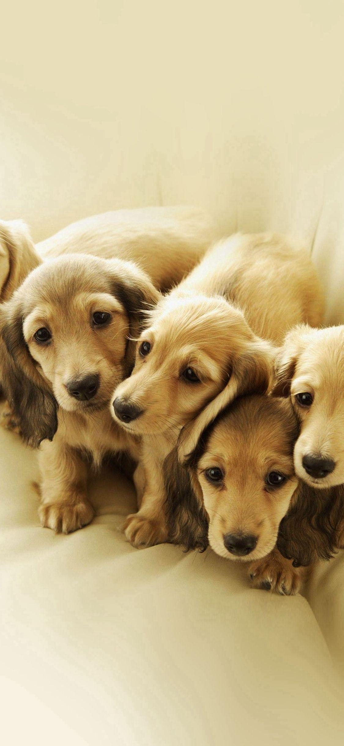 1130x2440 Puppy Retriever Family Animal #iPhone #X #wallpaper. Dog wallpaper iphone, Puppy wallpaper iphone, Puppies, Phone