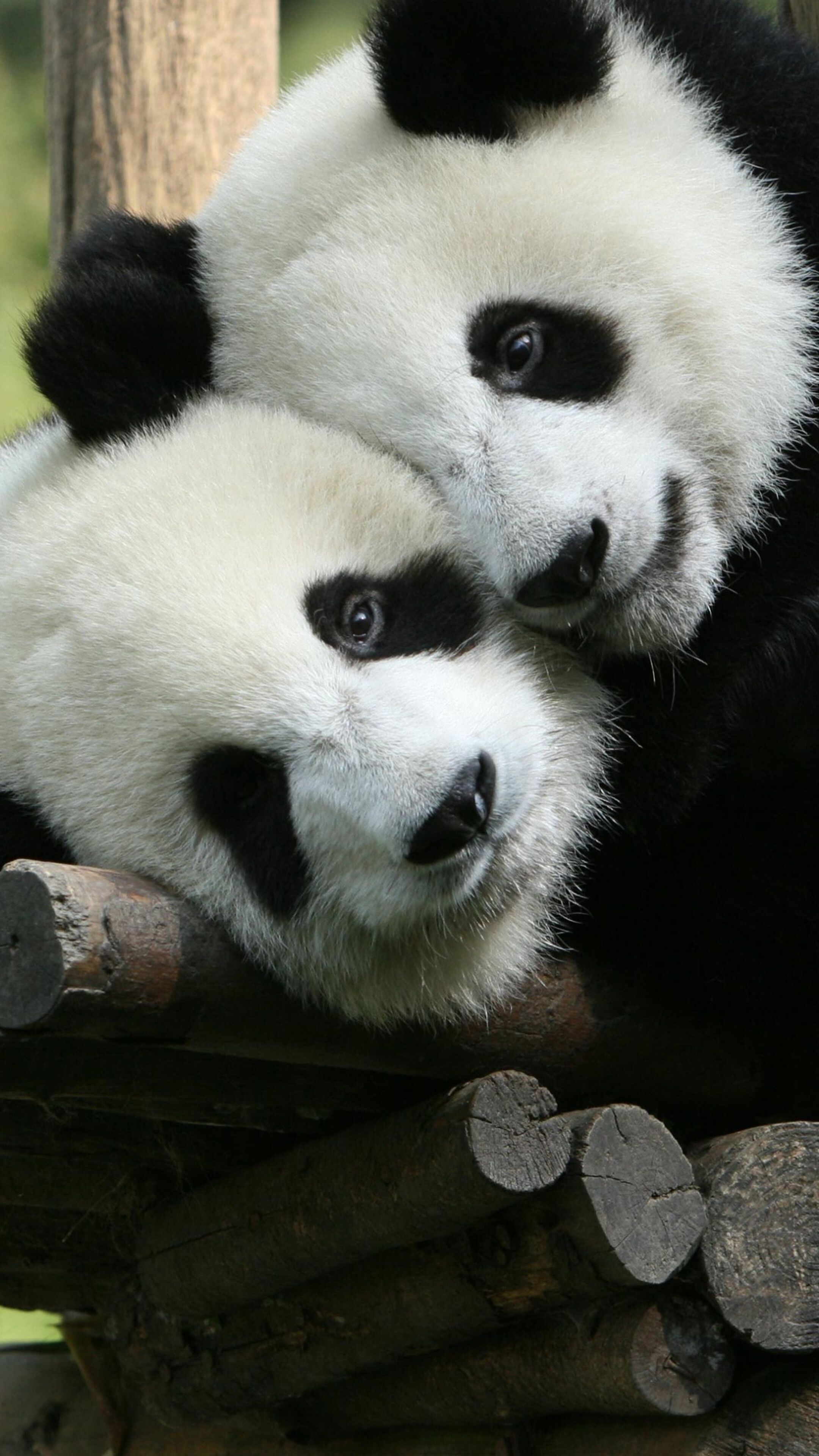 2160x3840 Cute, Panda, Animals, 4K iPhone 6s, 6 HD Wallpaper, Image, Background, Photo and Picture. Mocah.org HD Wallpaper, Phone