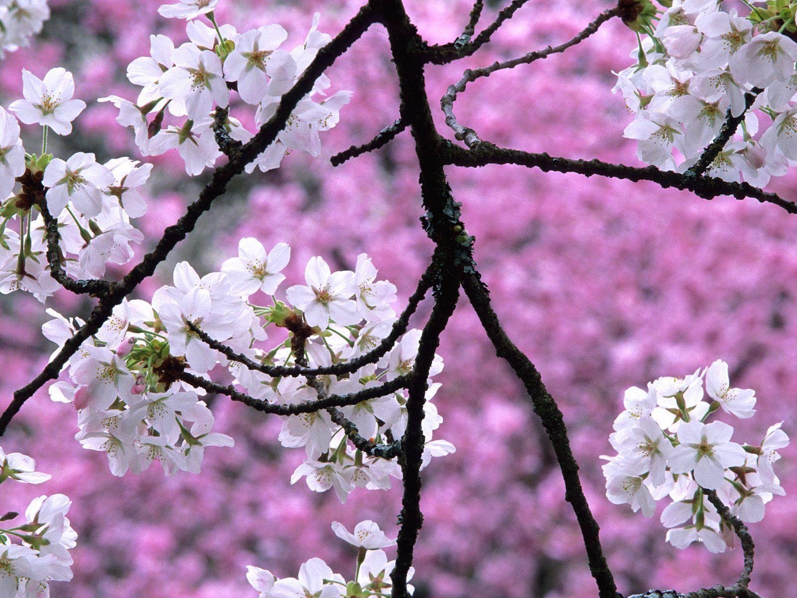 1600x1200 Sakura Flower Wallpaper, Desktop