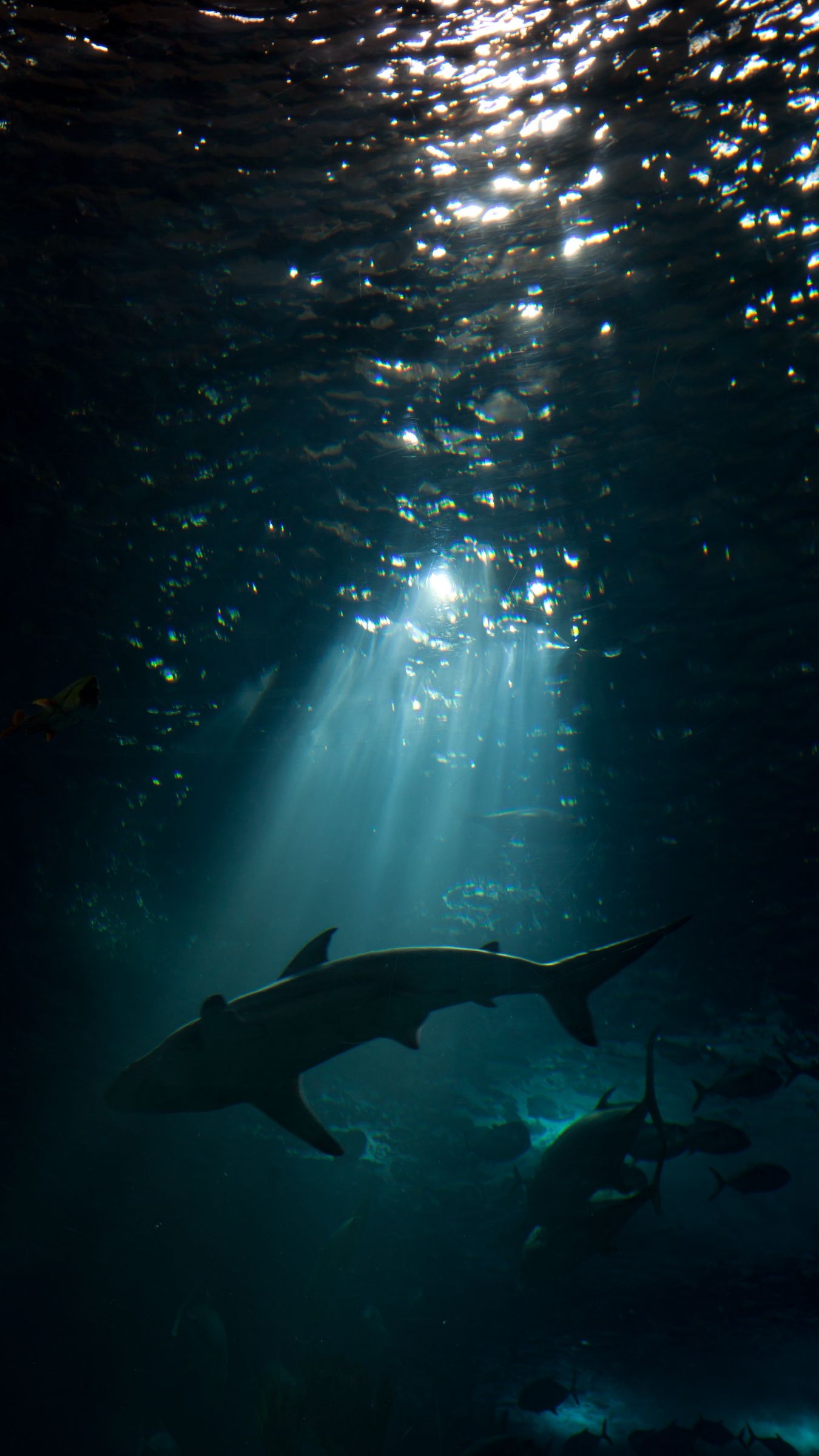 1350x2400 Download wallpaper  shark, underwater world, dark iphone 8+/7+/6s+/for parallax HD background, Phone