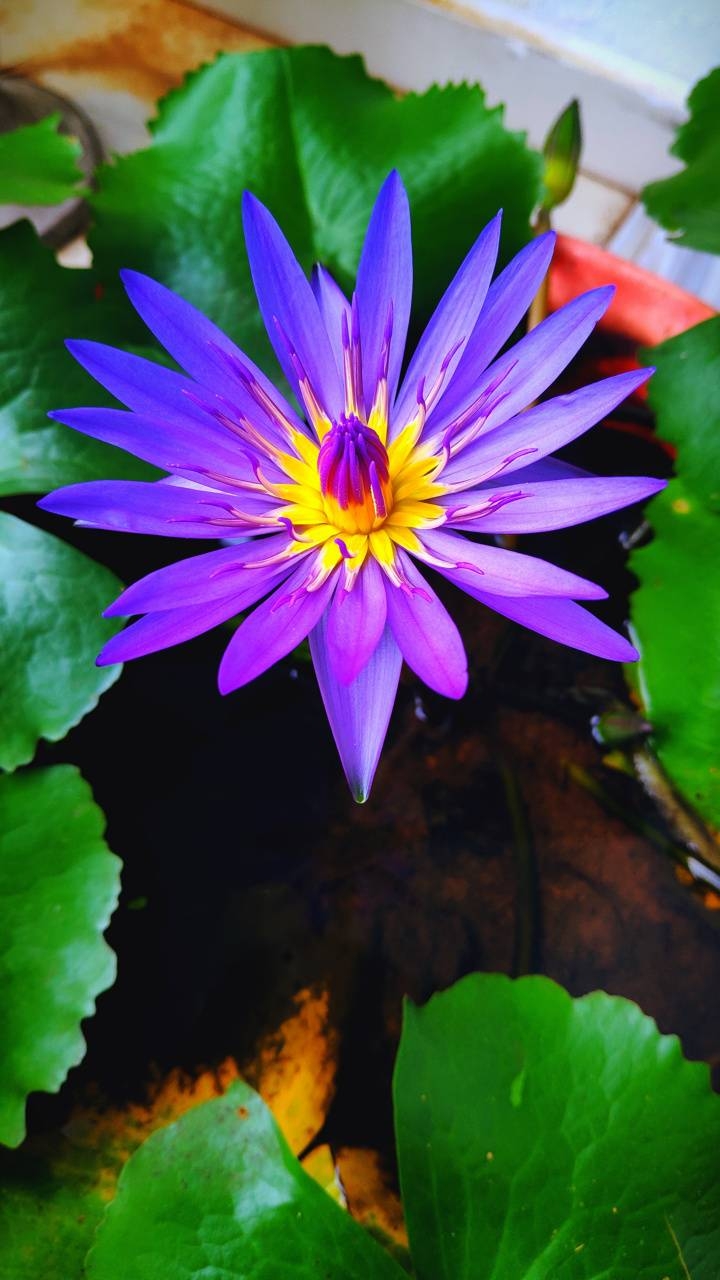 720x1280 Blue Water Lily wallpaper, Phone