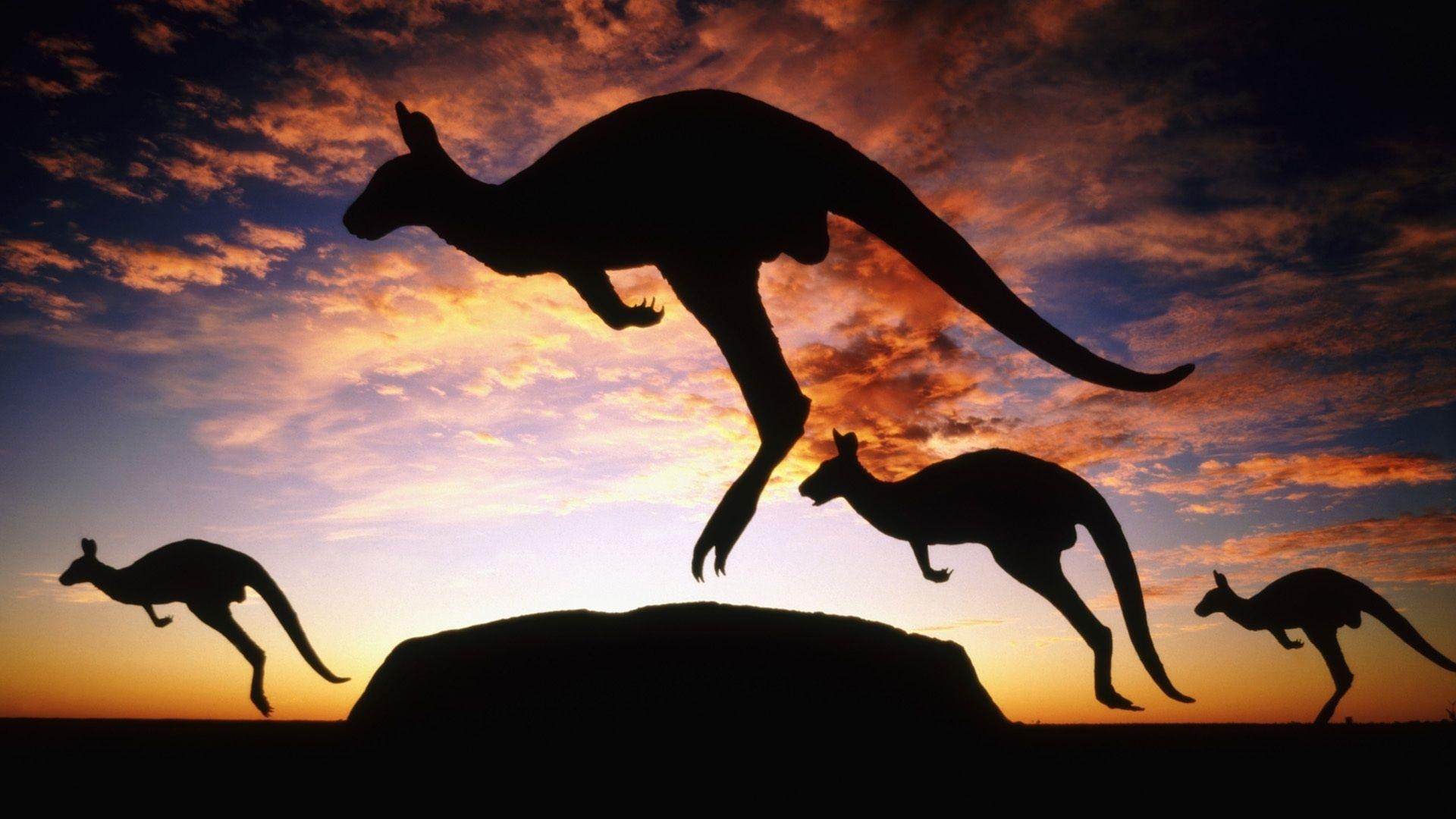 1920x1080 Download Australia Kangaroo Twilight Wallpaper, Desktop