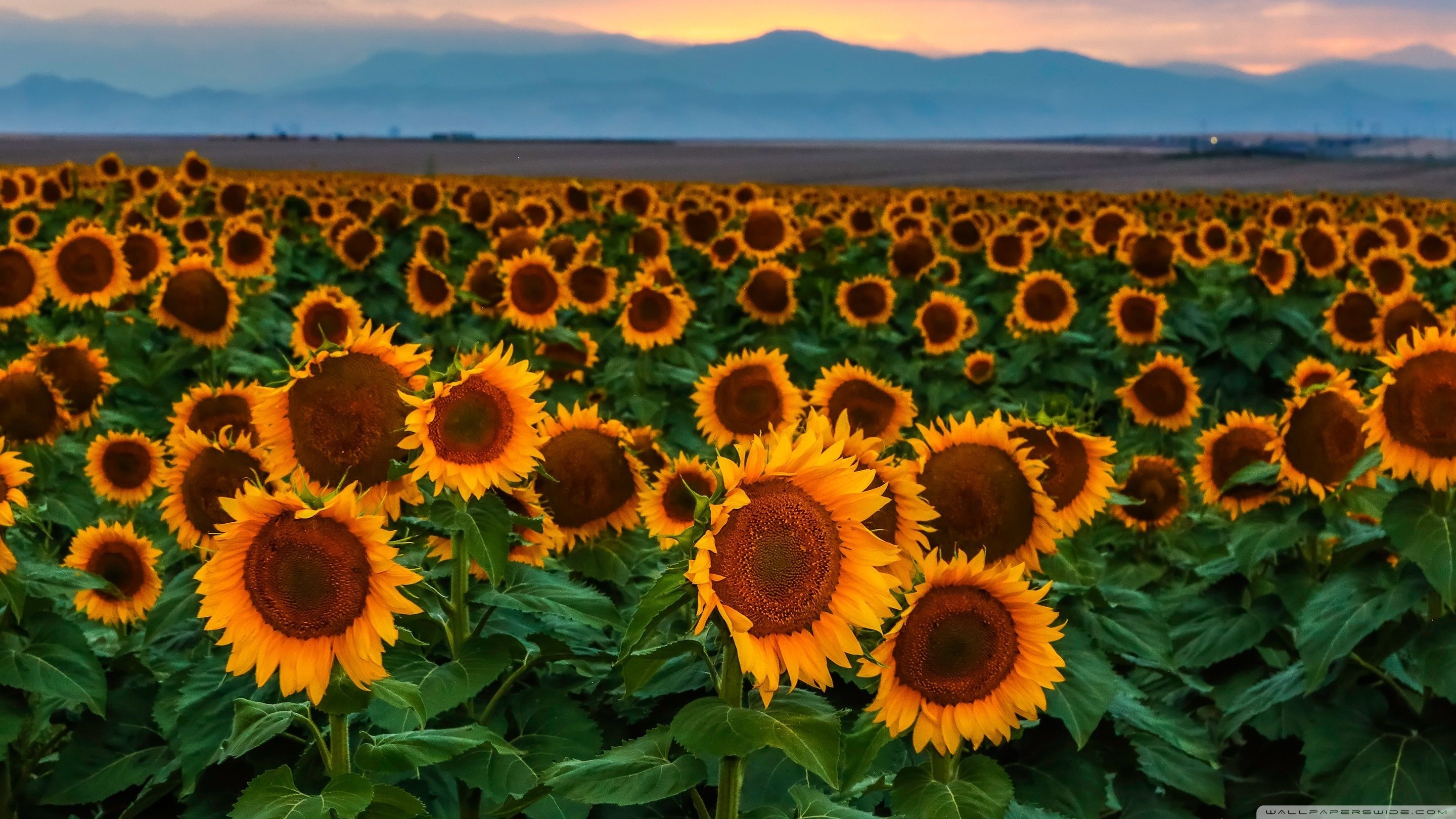 2880x1620 Sunflower HD Wallpaper, Desktop