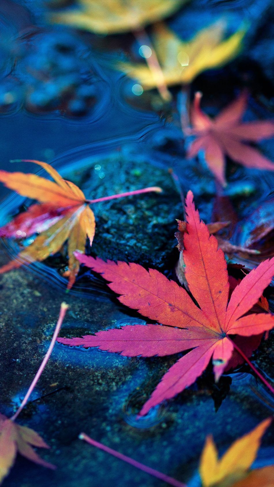 950x1690 Maple Leaves Fall Autumn Water 4K Ultra.com, Phone