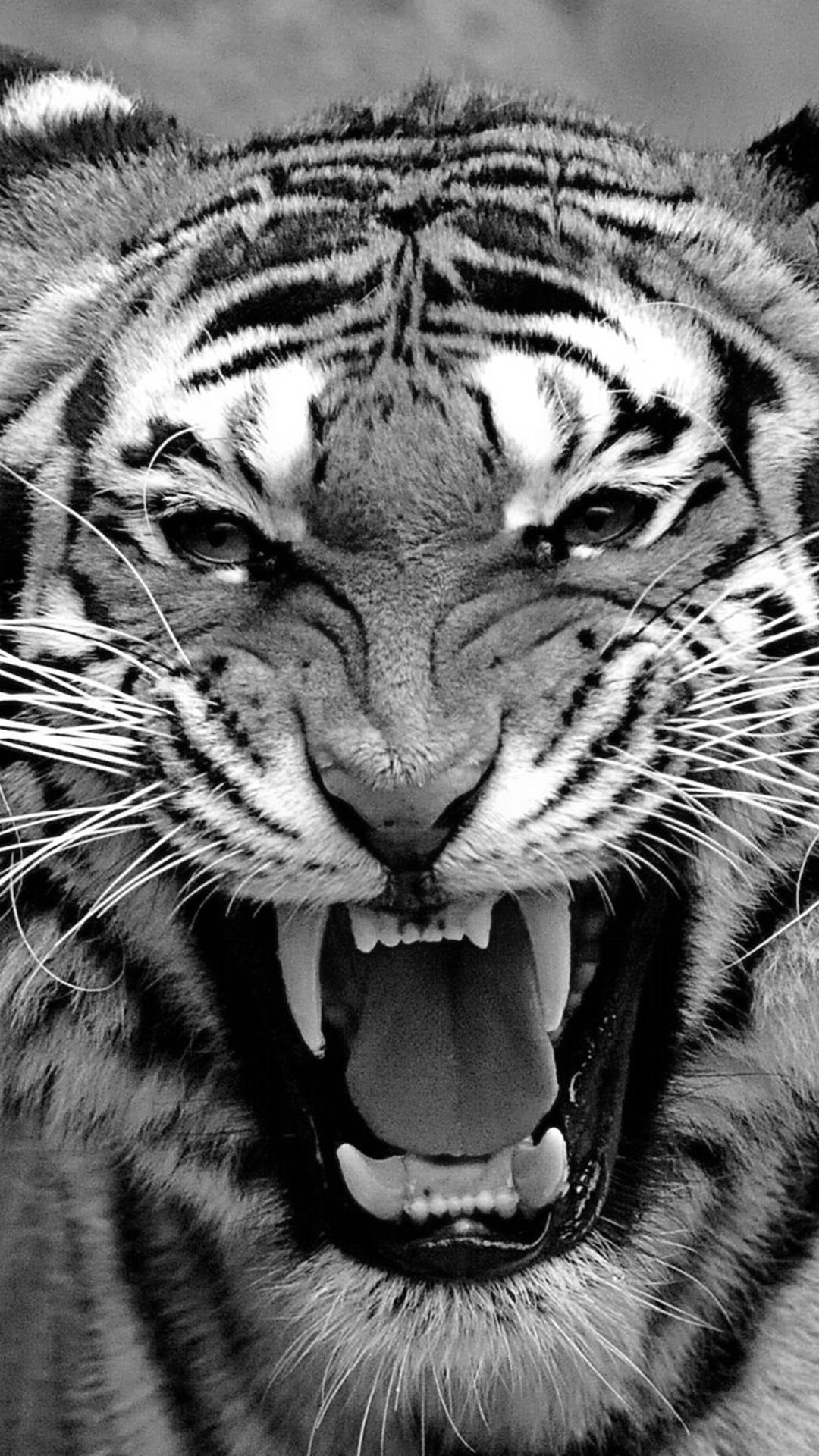 1080x1920 Bengal Tiger iPhone Background, Phone