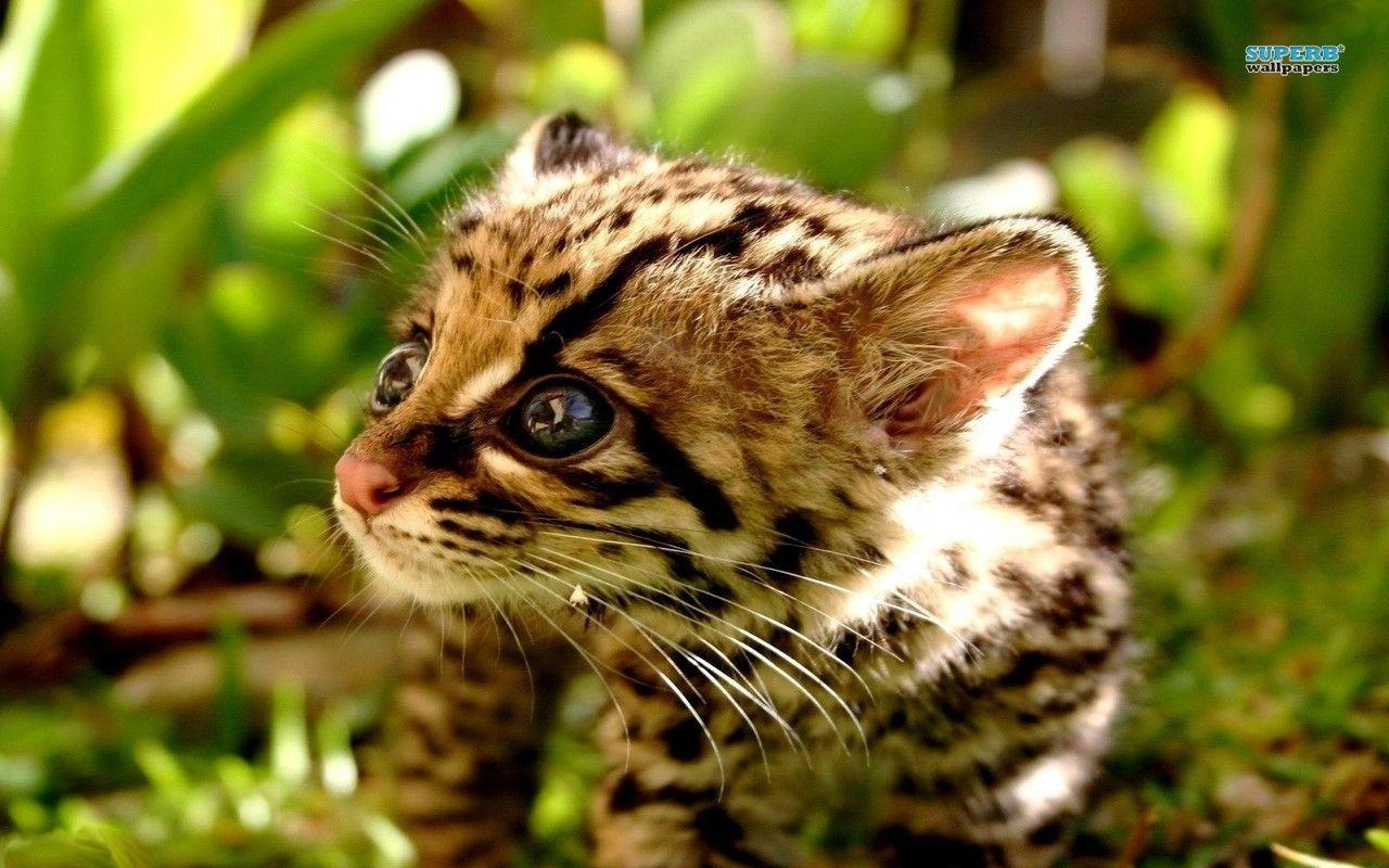 1280x800 ocelot wallpaper Search Engine, Desktop