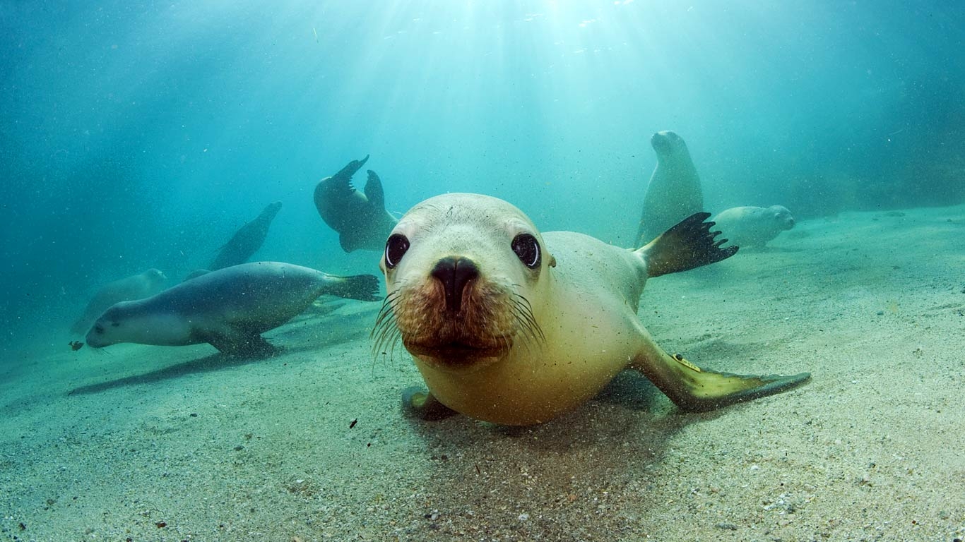 1370x770 Australian Sea Lions Underwater Wallpaper HD Wallpaper, Desktop