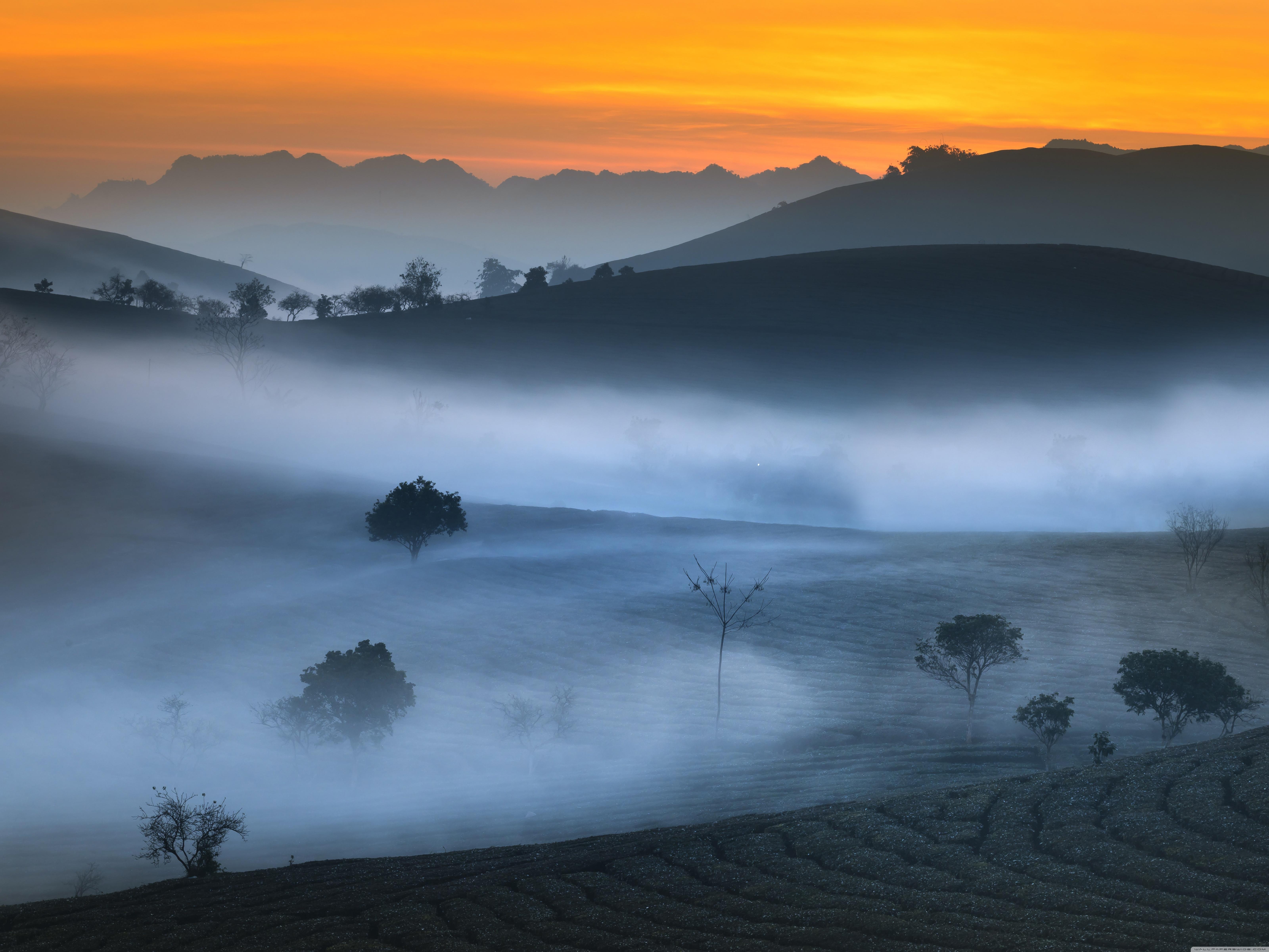 6400x4800 Tea Field ❤ 4K HD Desktop Wallpaper for 4K Ultra HD TV • Wide, Desktop