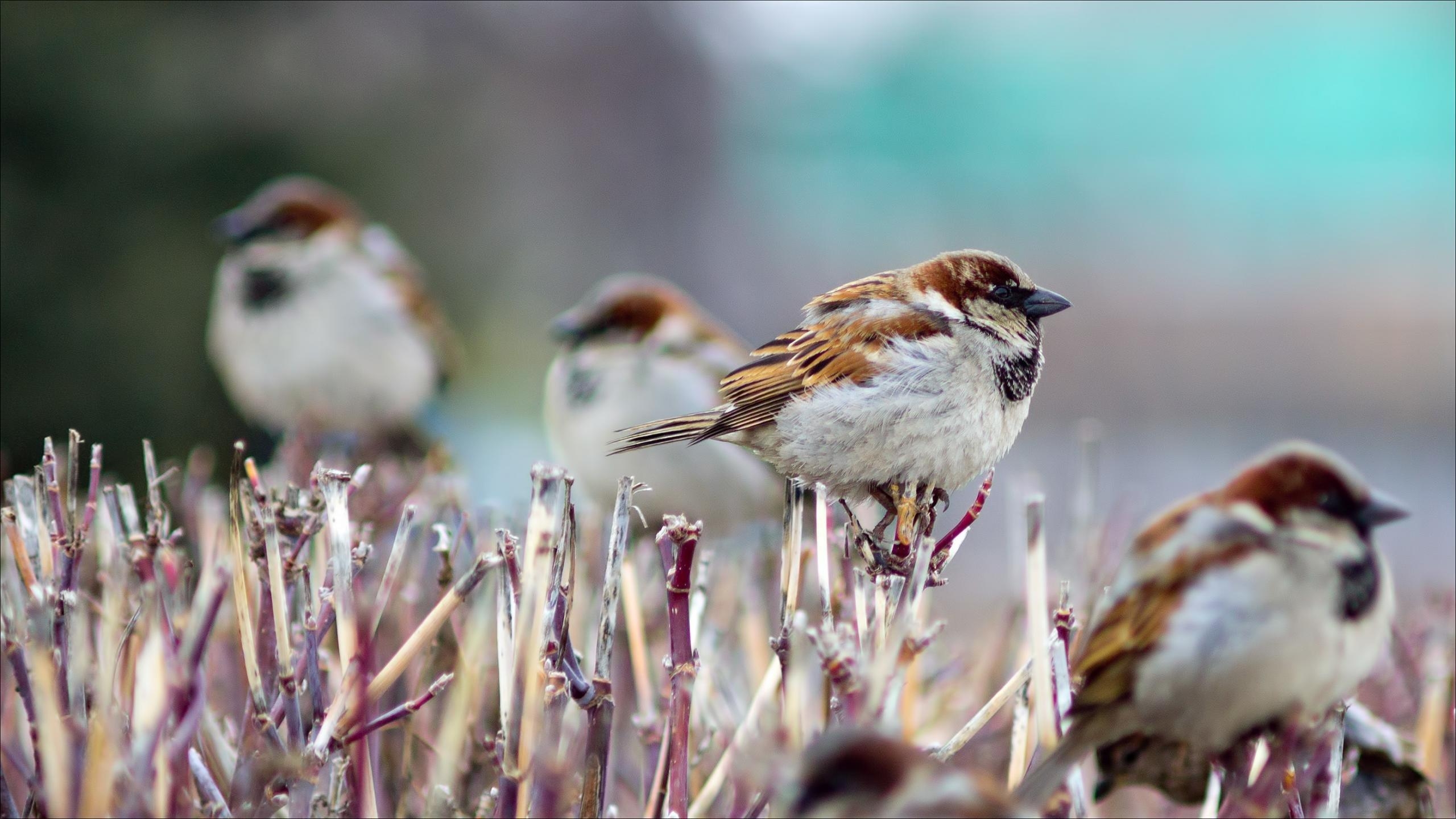 2560x1440 Sparrow wallpaper  desktop background, Desktop