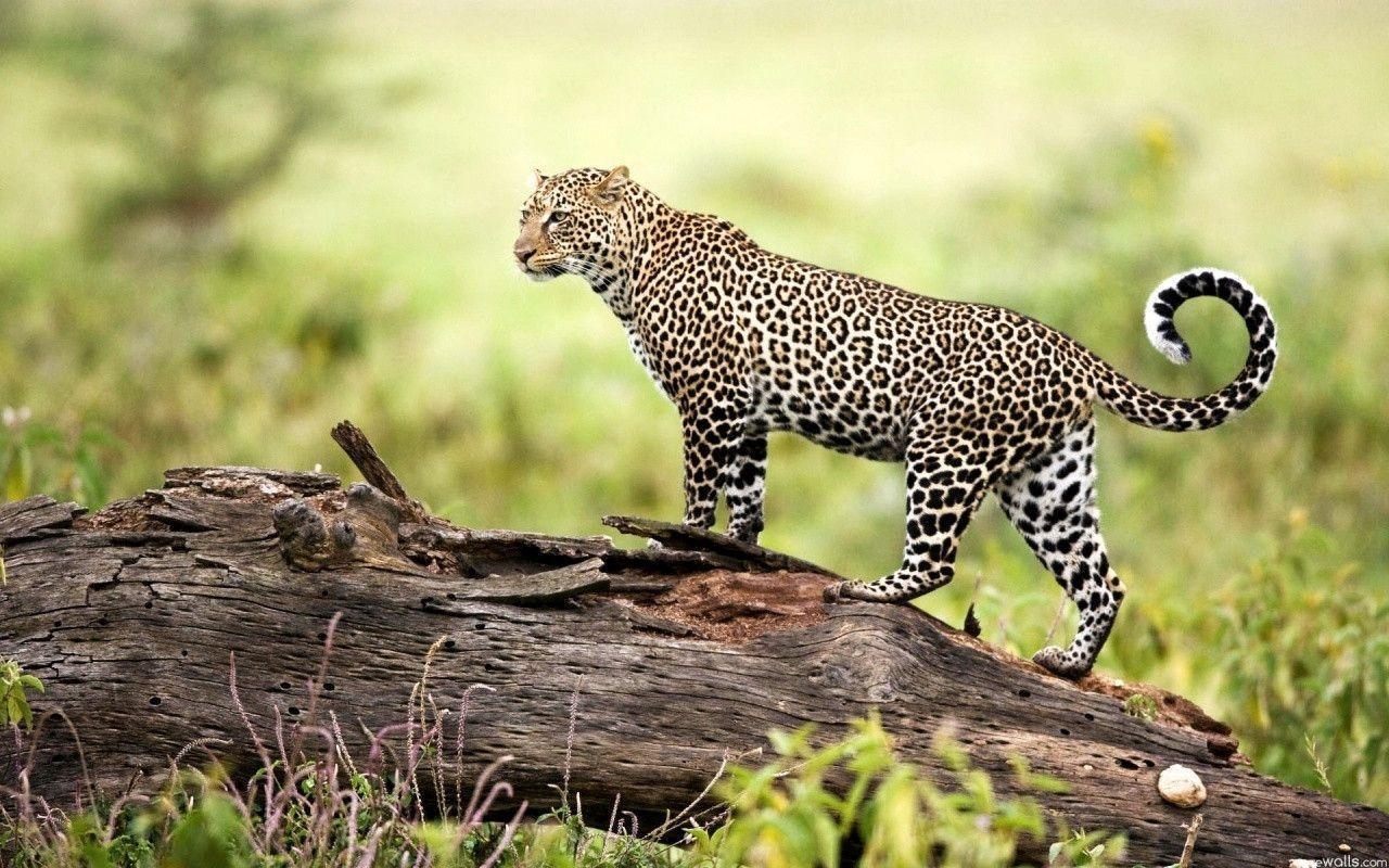 1280x800 Leopard Wildlife Wallpaper, Desktop