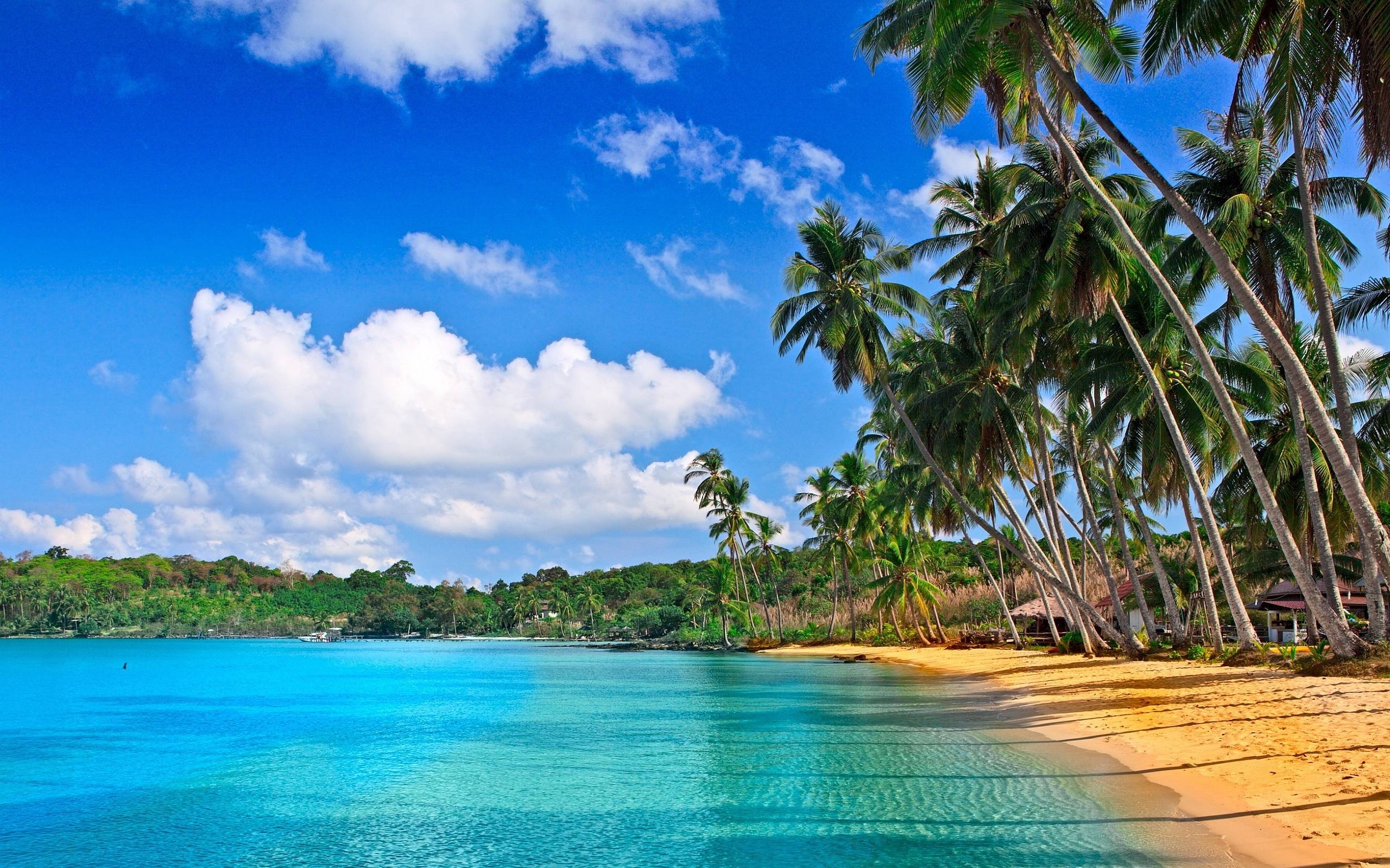 2560x1600 Tropical HD Wallpaper, Desktop