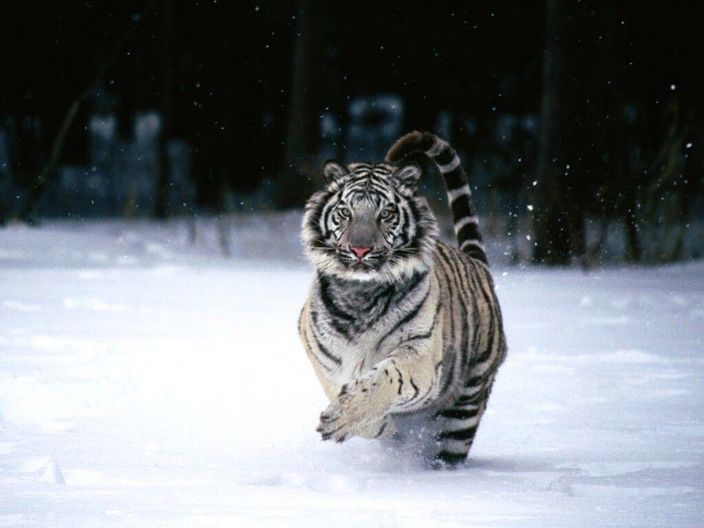 1030x770 White Bengal Tiger Wallpaper, Desktop