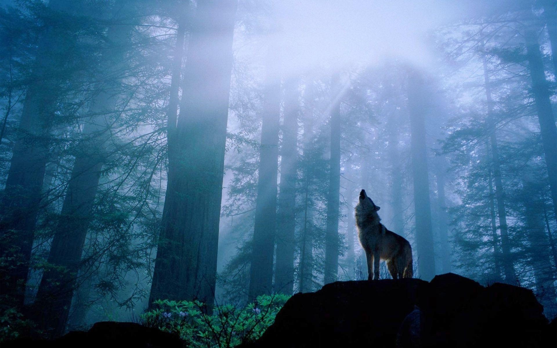 1920x1200 Wolf Howling at Night Free and Wallpaper, Desktop