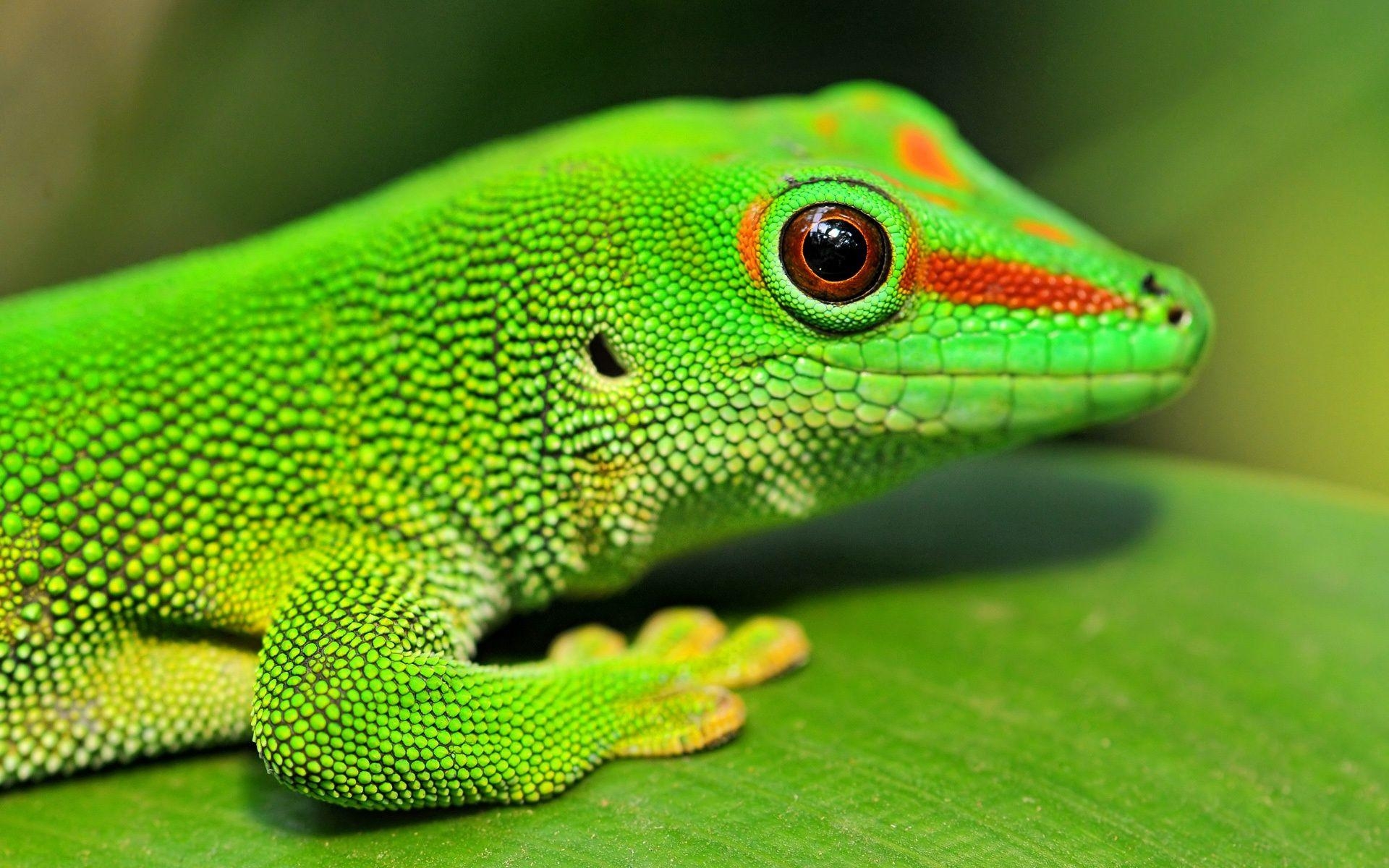 1920x1200 Gecko Wallpaper HD wallpaper search. Nature, Desktop