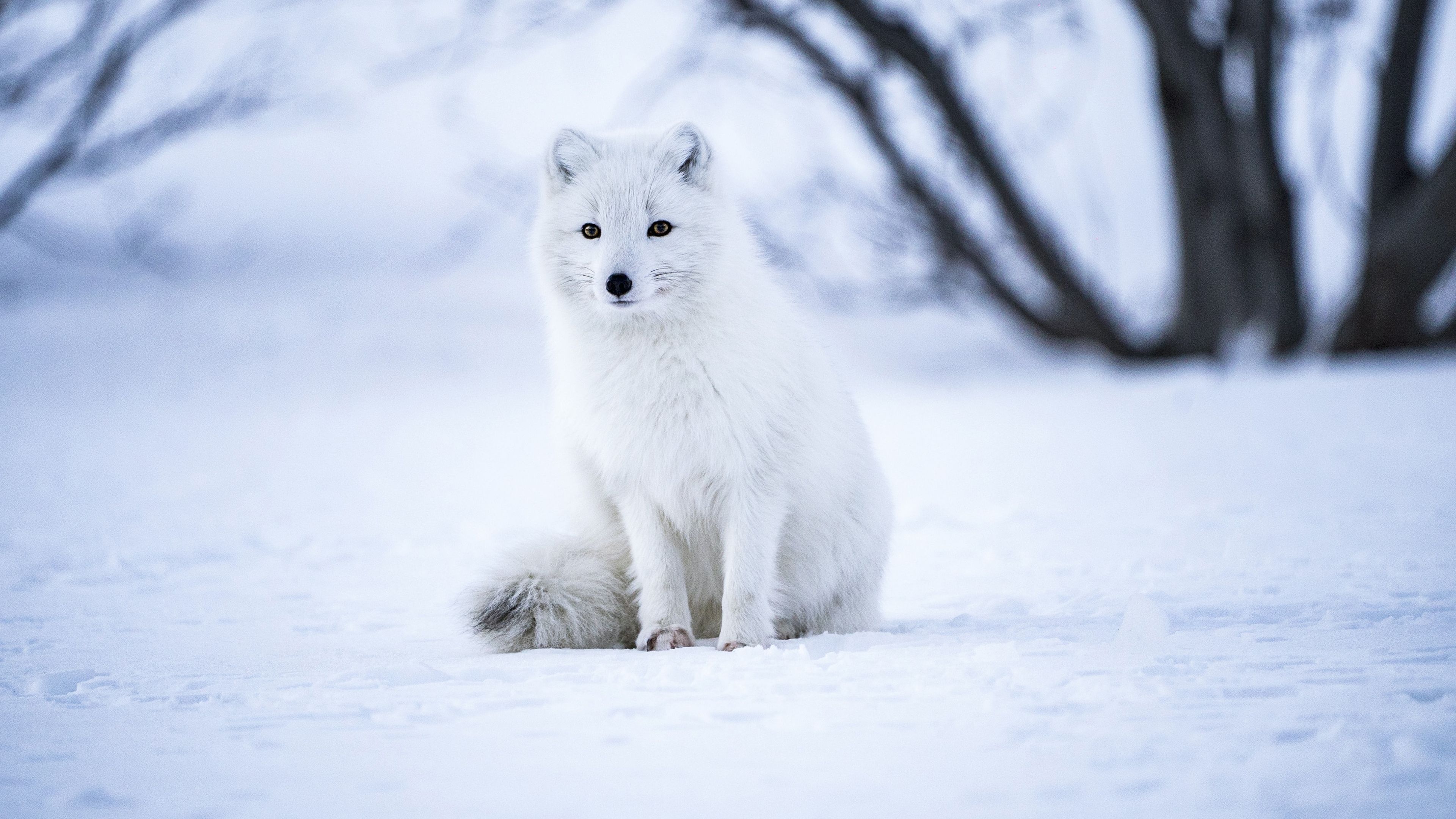 3840x2160 Arctic fox, White wolf, Iceland, Snow field, Selective Focus, Mammal, Wildlife, 4k Free deskk wallpaper, Ultra HD, Desktop