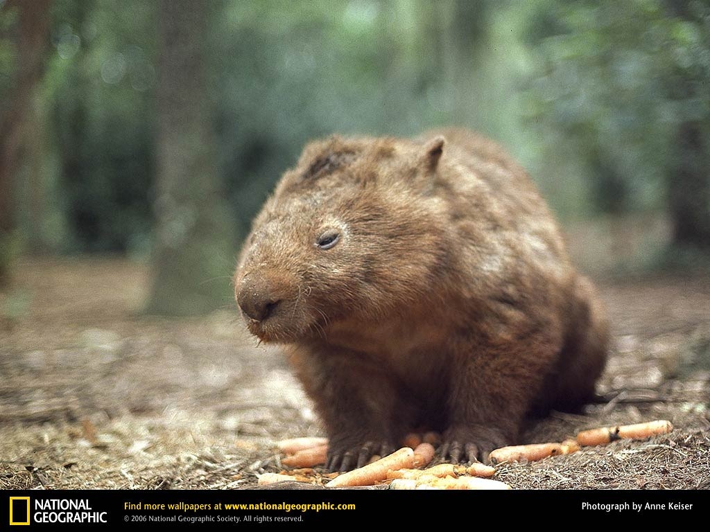 1030x770 Wombat Desktop and Mobile Wallpaper, Desktop