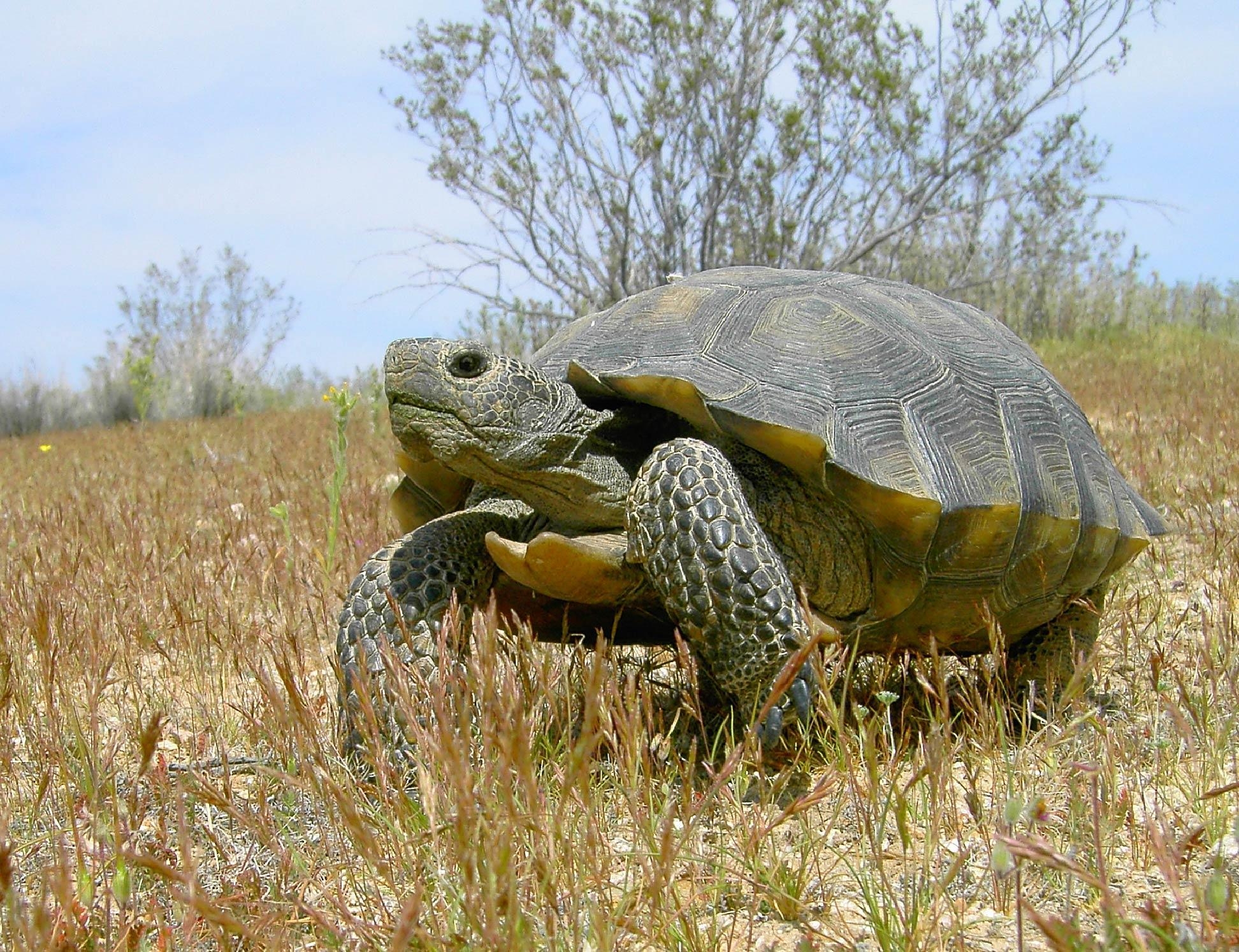 1950x1500 Desert Tortoise Wallpaper, Desktop