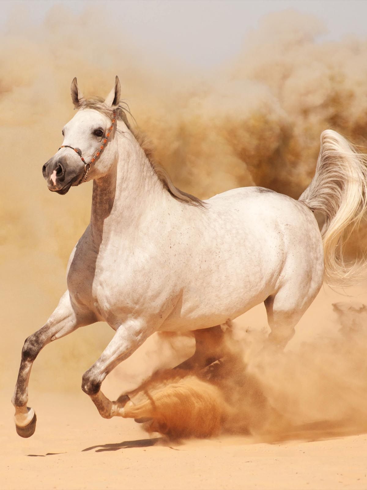 1200x1600 Running Horse Wallpaper HD For Mobile.teahub.io, Phone