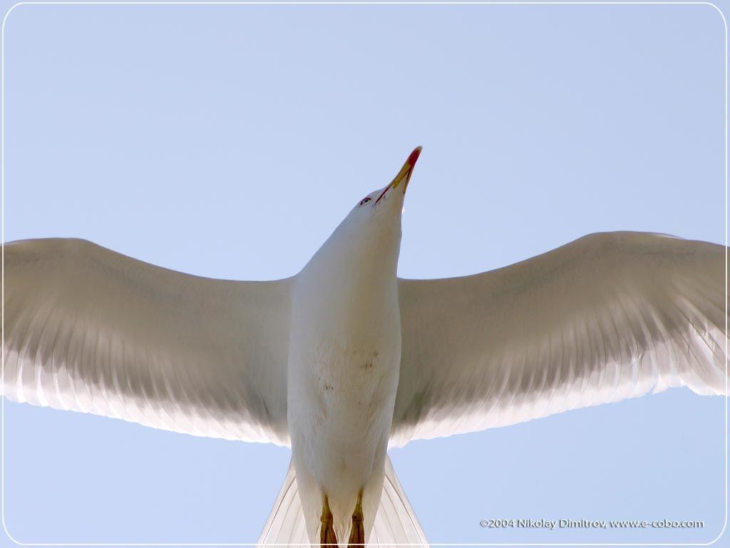 1030x770 Seagull wallpaper Animal Kingdom Wallpaper, Desktop