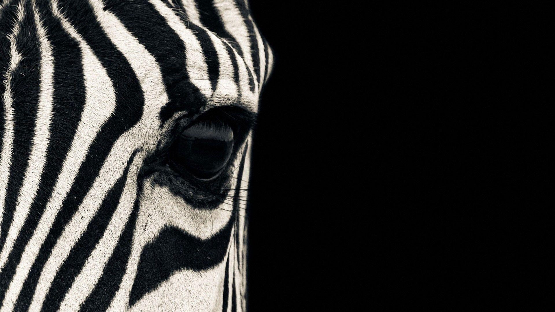 1920x1080 hd pics photo beautiful zebra face close up macro wild animals HD, Desktop