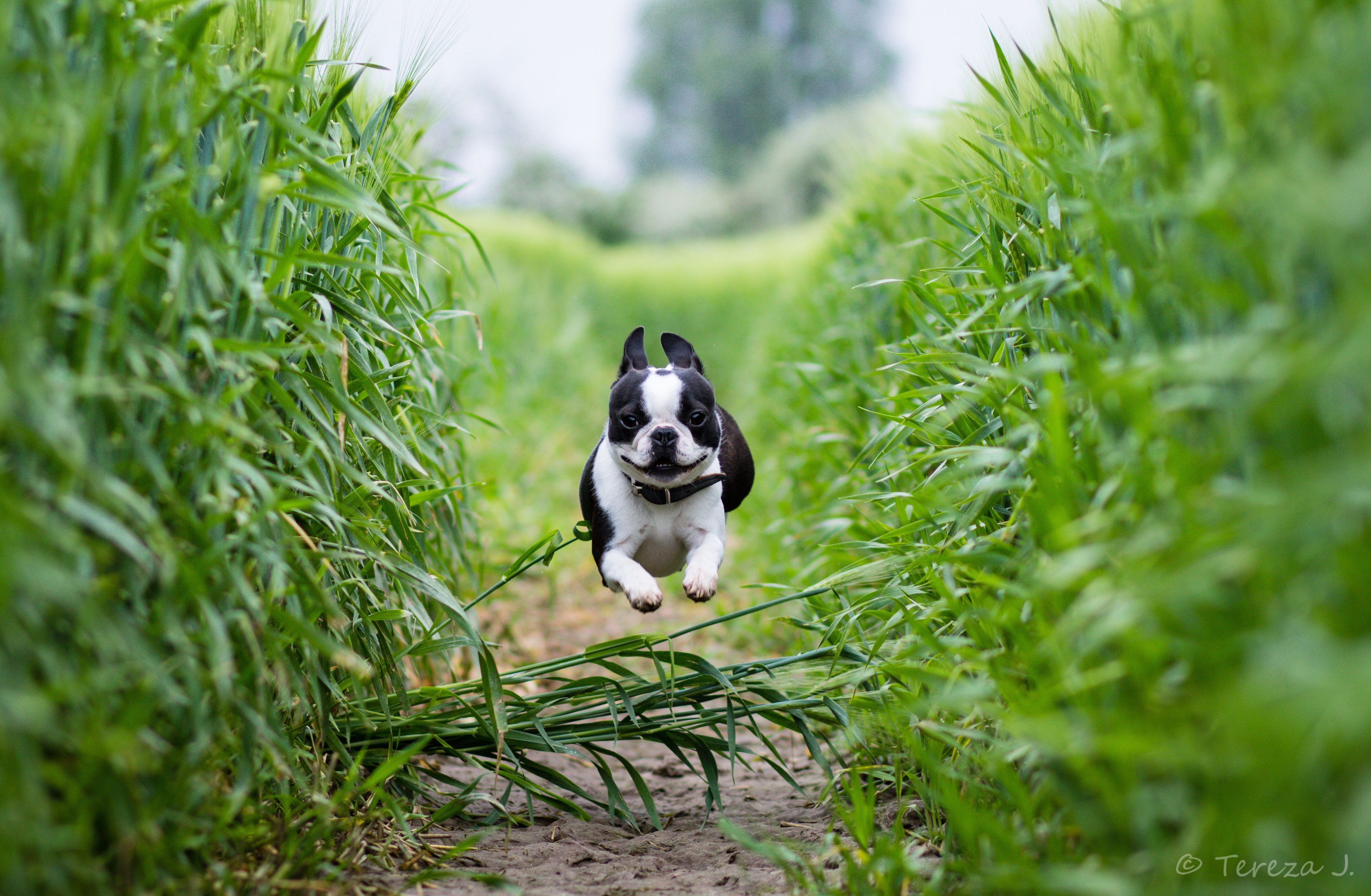 4810x3150 Wallpaper, dog, pet, cute, beautiful, animal, bostonterrier, spring, adorable, sadie, beautifuldog, springtime, 85mm cutebostonterrier, canoneos600d, Desktop