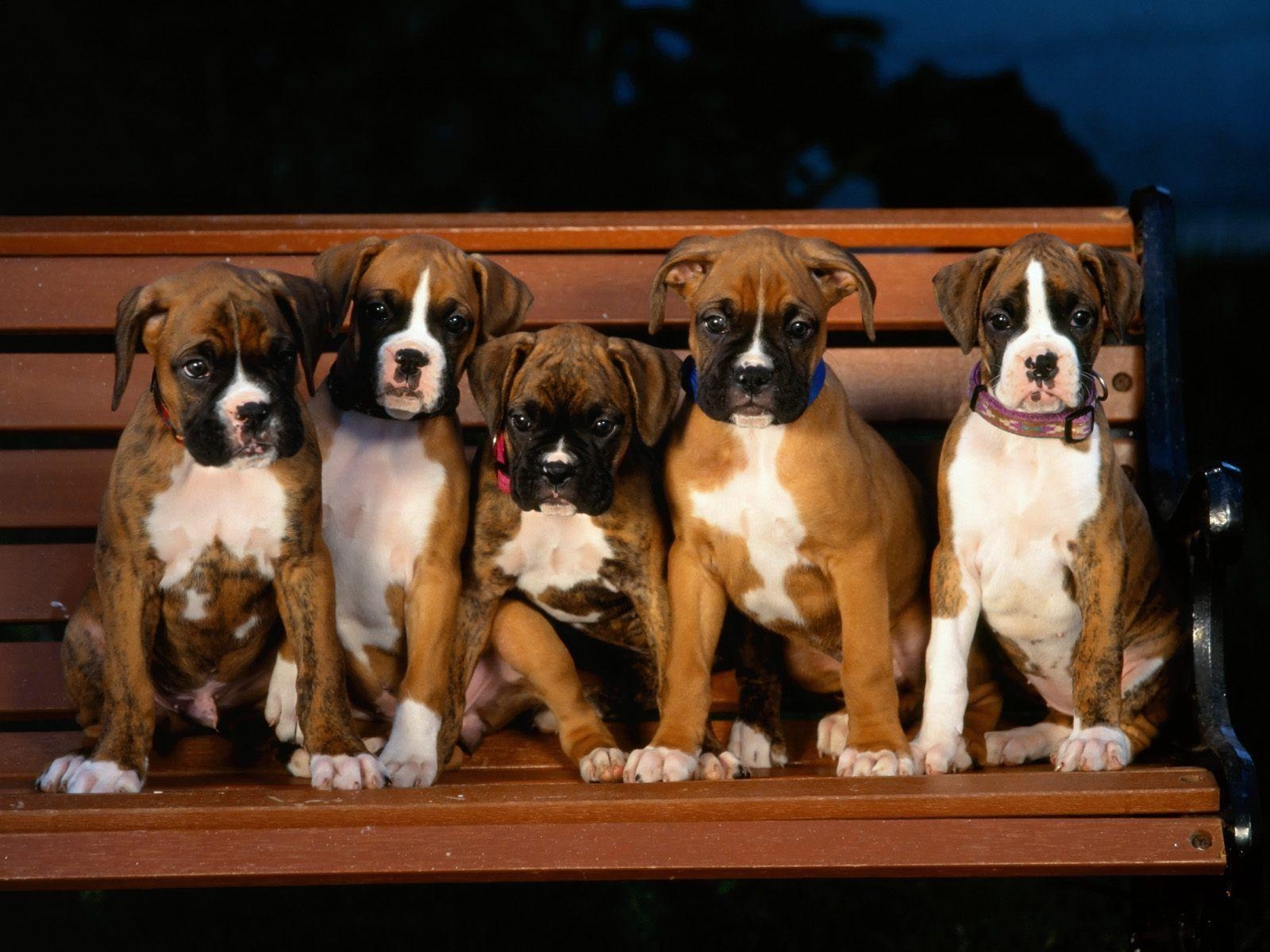 1600x1200 Boxer Puppy Wallpaper, Desktop