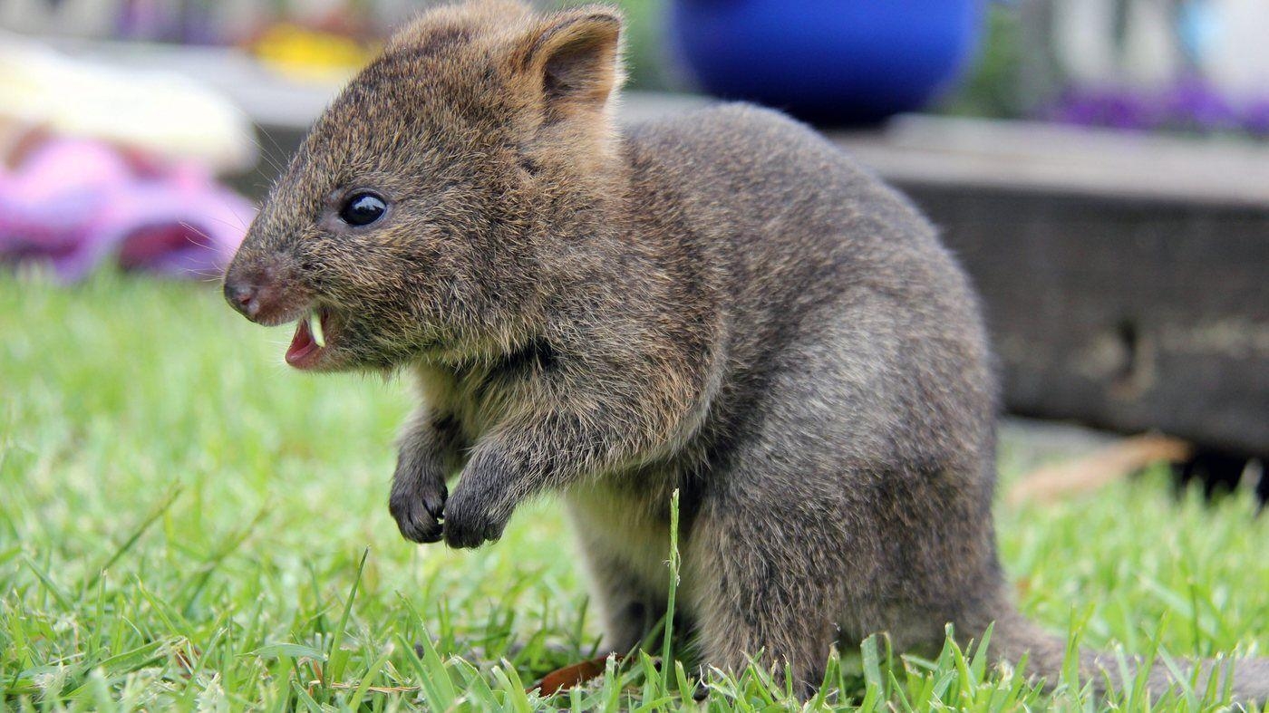 1400x790 Quokka Wallpaper, Desktop