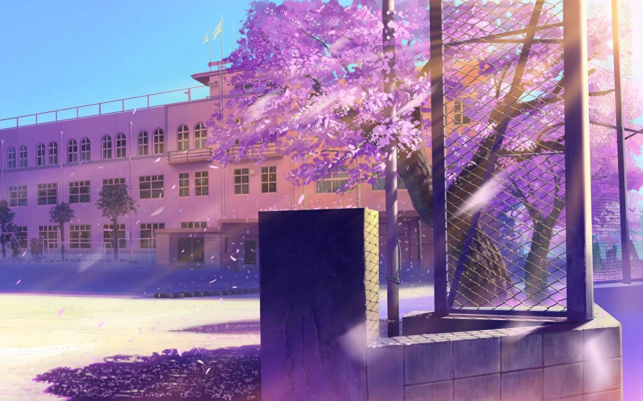 1280x800 Photo Cherry Blossom Anime Street Building Sakura Houses, Desktop