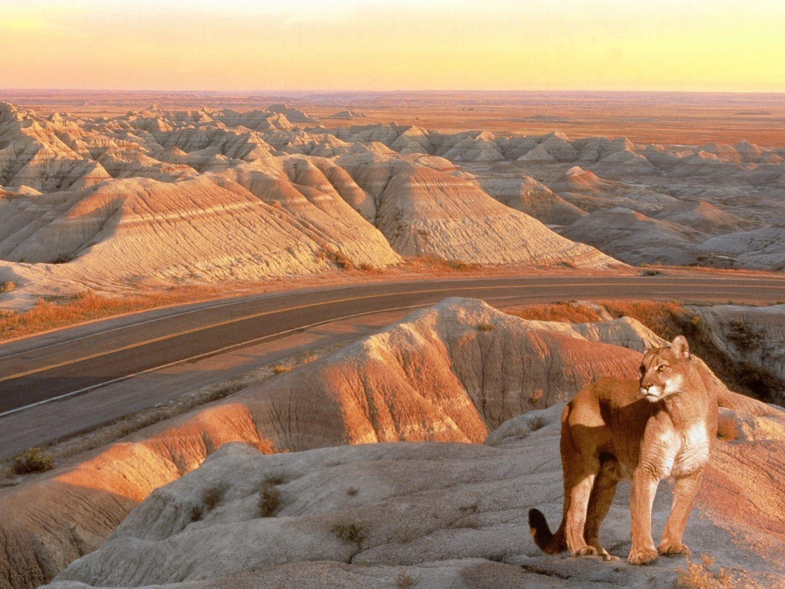 1600x1200 Mountain Lion Badlands South Dakota, Desktop