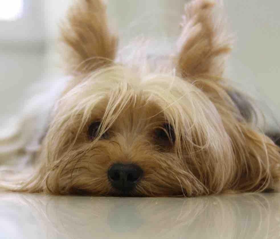 990x840 Yorkie Dog Wallpaper Apps on Google Play, Desktop