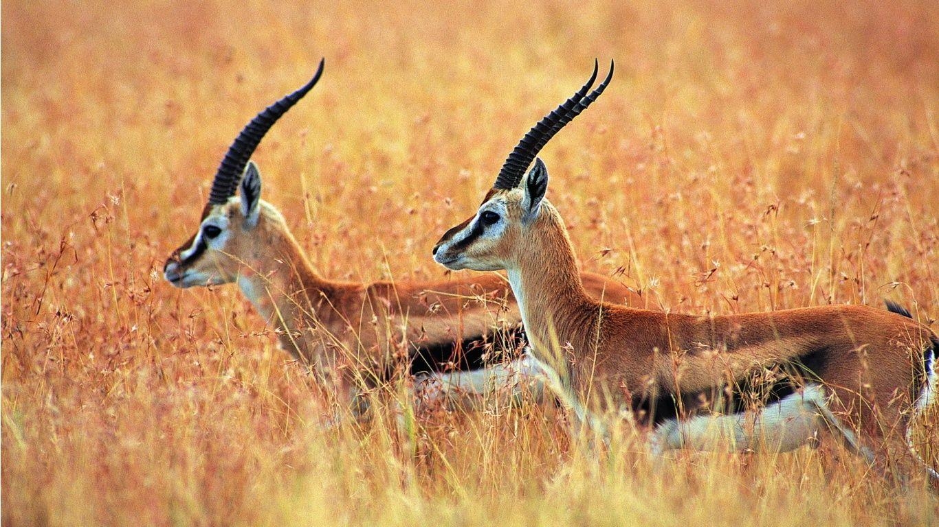 1370x770 Antelope Wallpaper, Desktop