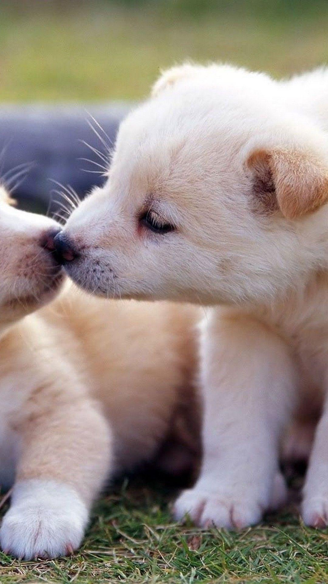 1080x1920 Cute Puppies Wallpaper iPhone, Phone