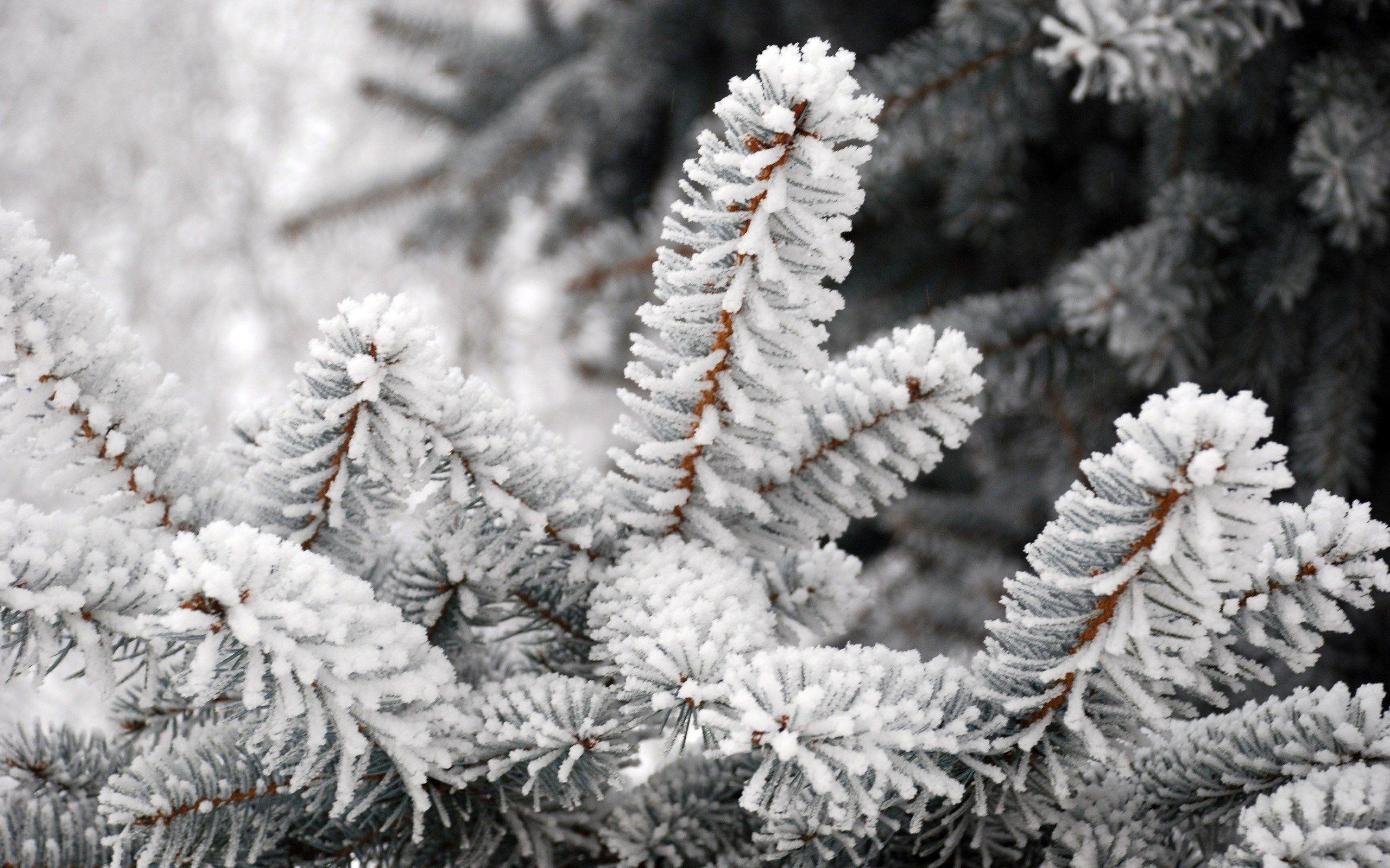 2560x1600 Winter Snow Tree Frost Nature HD Wallpaper, Desktop