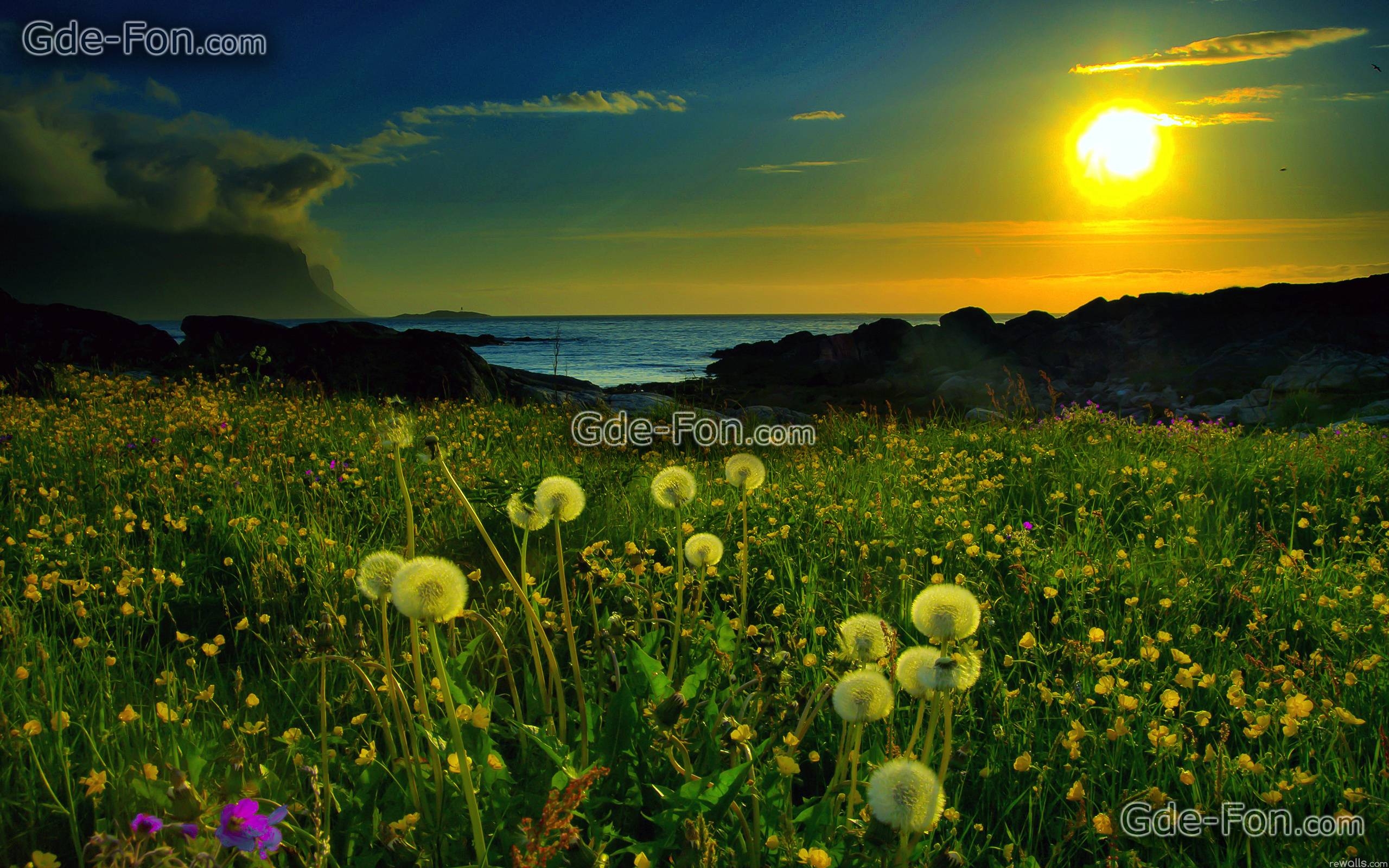 2560x1600 Download wallpaper dandelions, meadow, spring, grass free desktop, Desktop