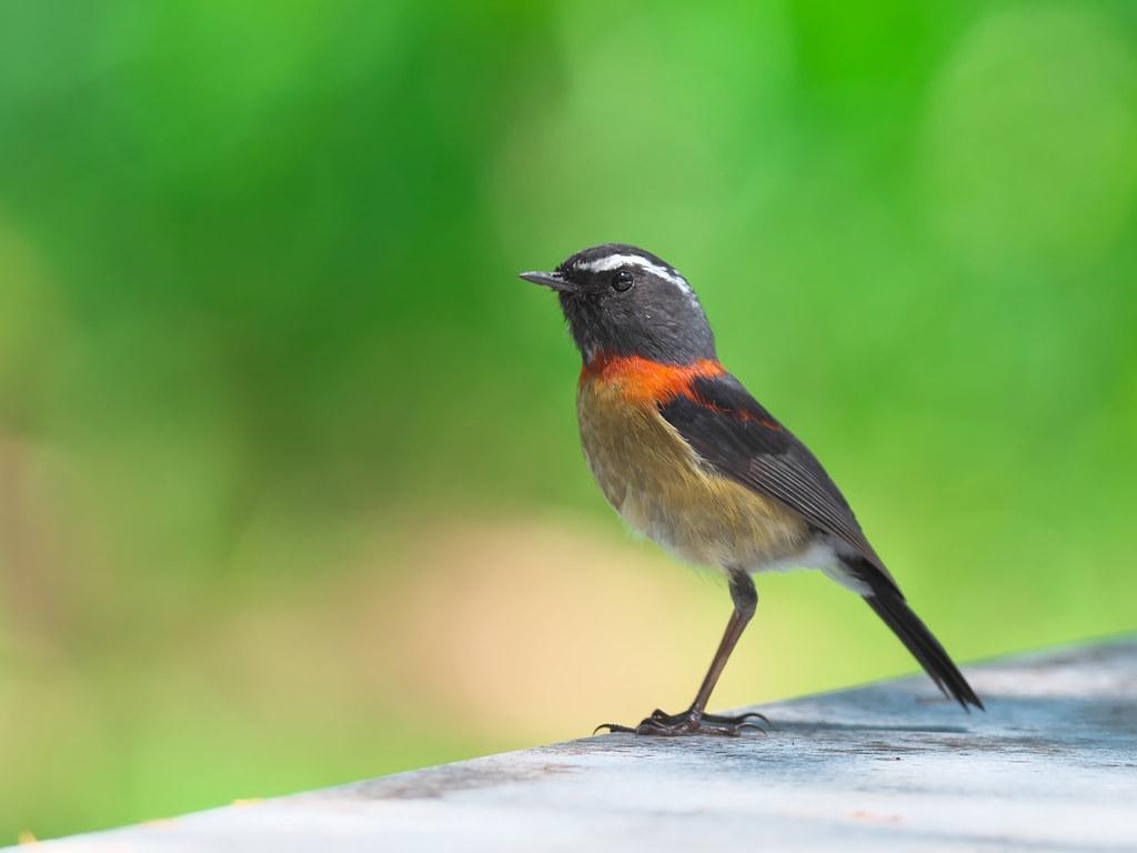 1030x770 栗背林鴝 Collared Bush Robin, Desktop