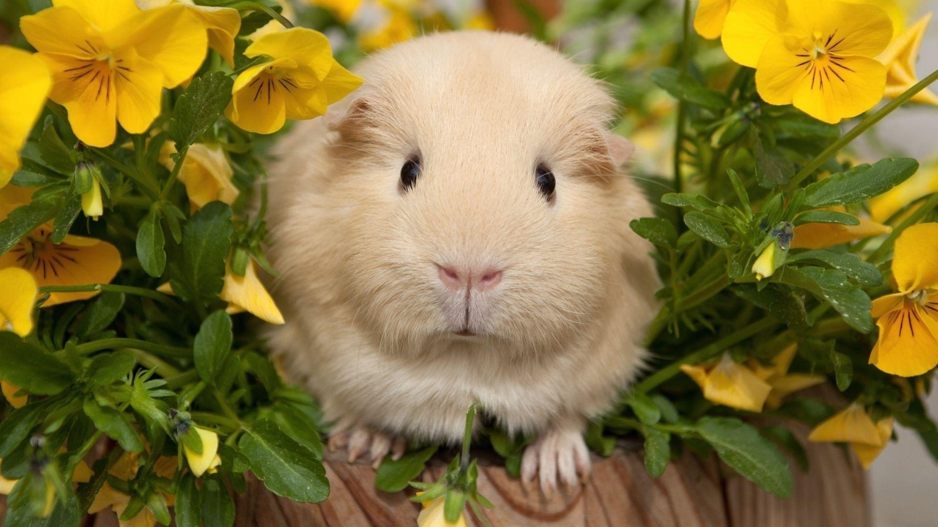 1920x1080 Full HD 1080p Guinea pigs Wallpaper HD, Desktop Background, Desktop