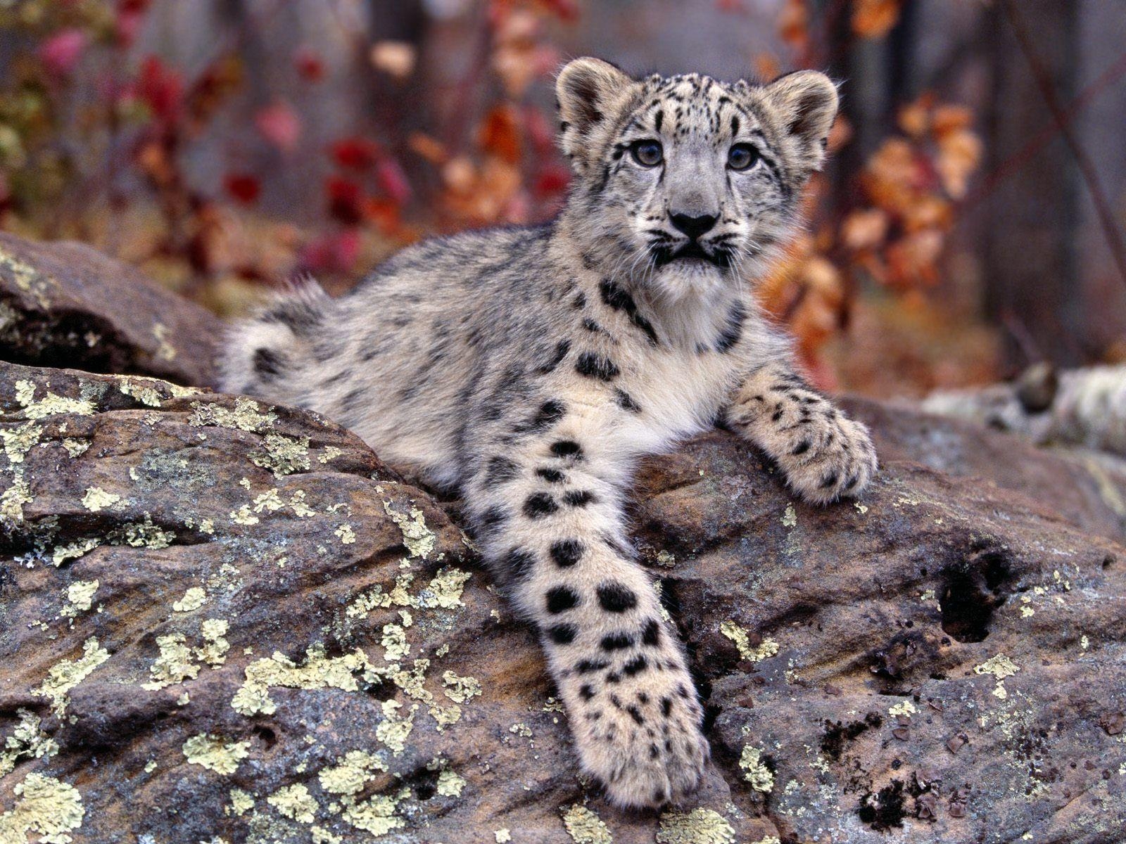 1600x1200 Free Snow Leopard Wallpaper 21007  px, Desktop