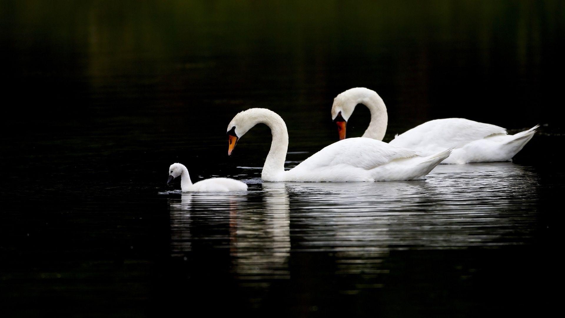 1920x1080 Wonderful HD Swan Bird Wallpaper, Desktop