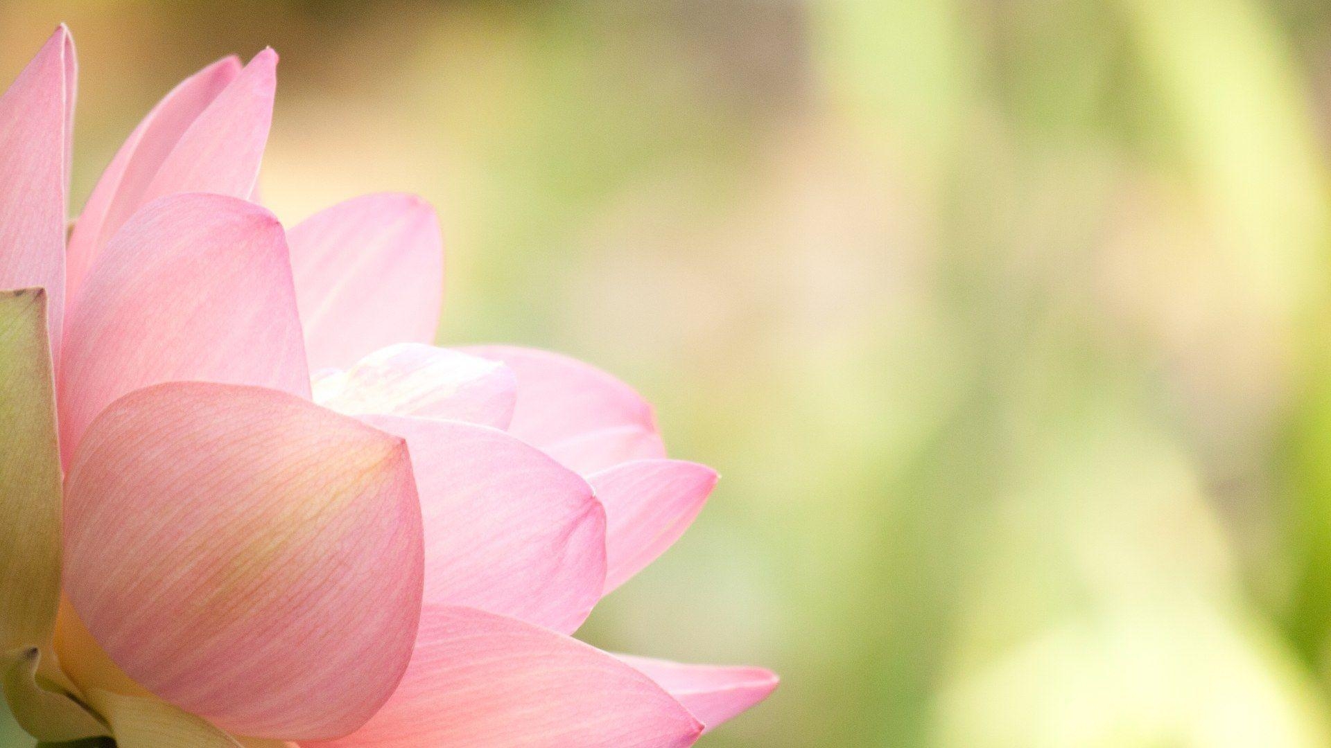 1920x1080 Lotus Flower Wallpaper, Desktop