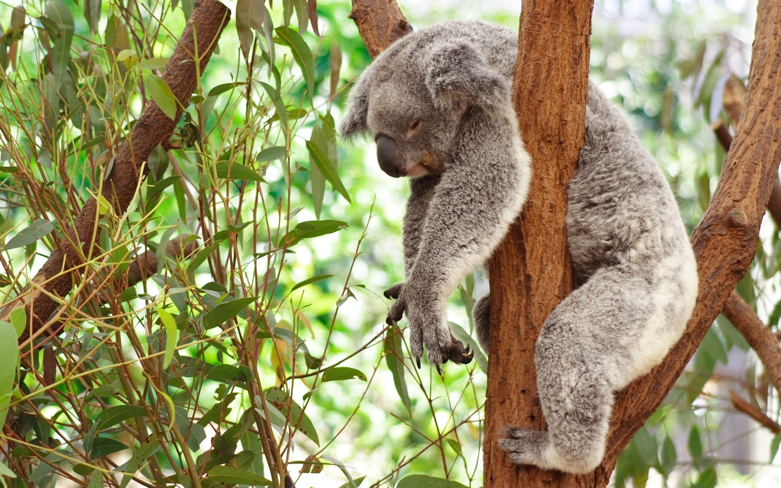 2560x1600 Koala HD Wallpaper and Background Image, Desktop