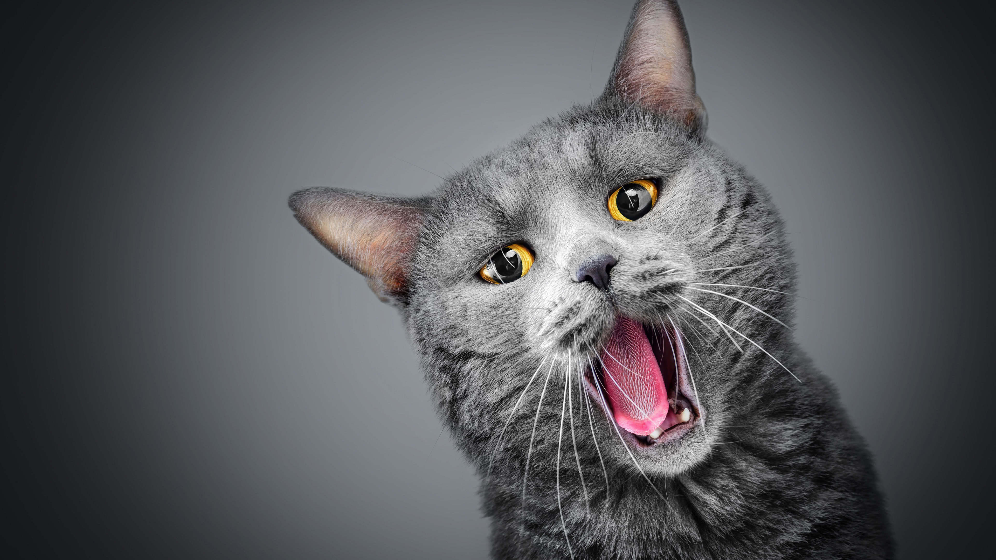 3840x2160 Gray Cat Meowing UHD 4K Wallpaper, Desktop